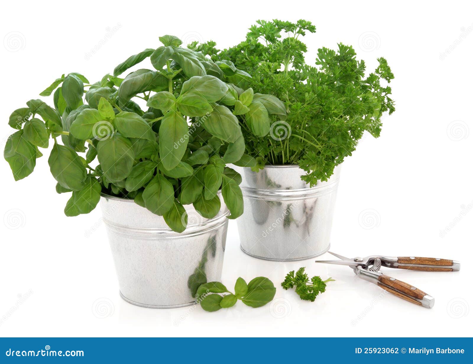 Kitchen Herbs Stock Photography Image 25923062