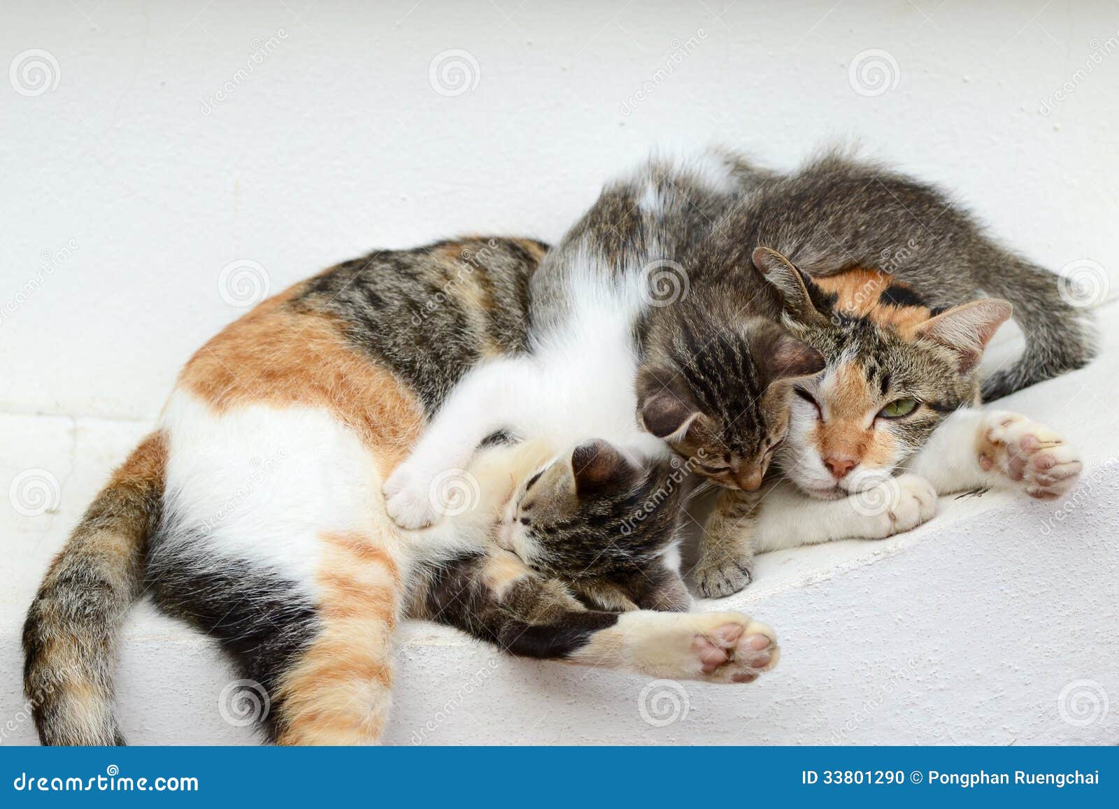 Kittens Drinking Milk From Another Cat Kittens Drinking Milk From Another Cat