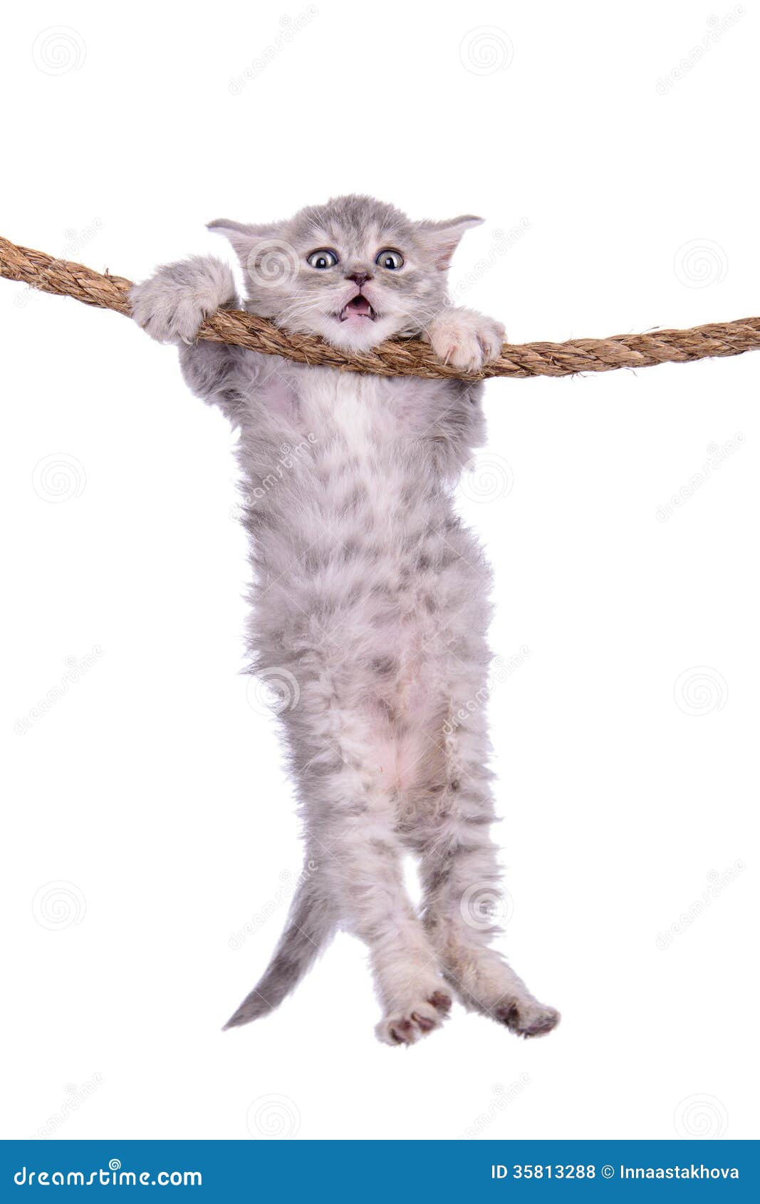 hang in there cat clipart - photo #38