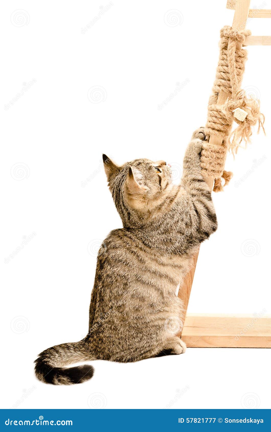 White Cat Sharpening Claws White Cat Sharpening Claws