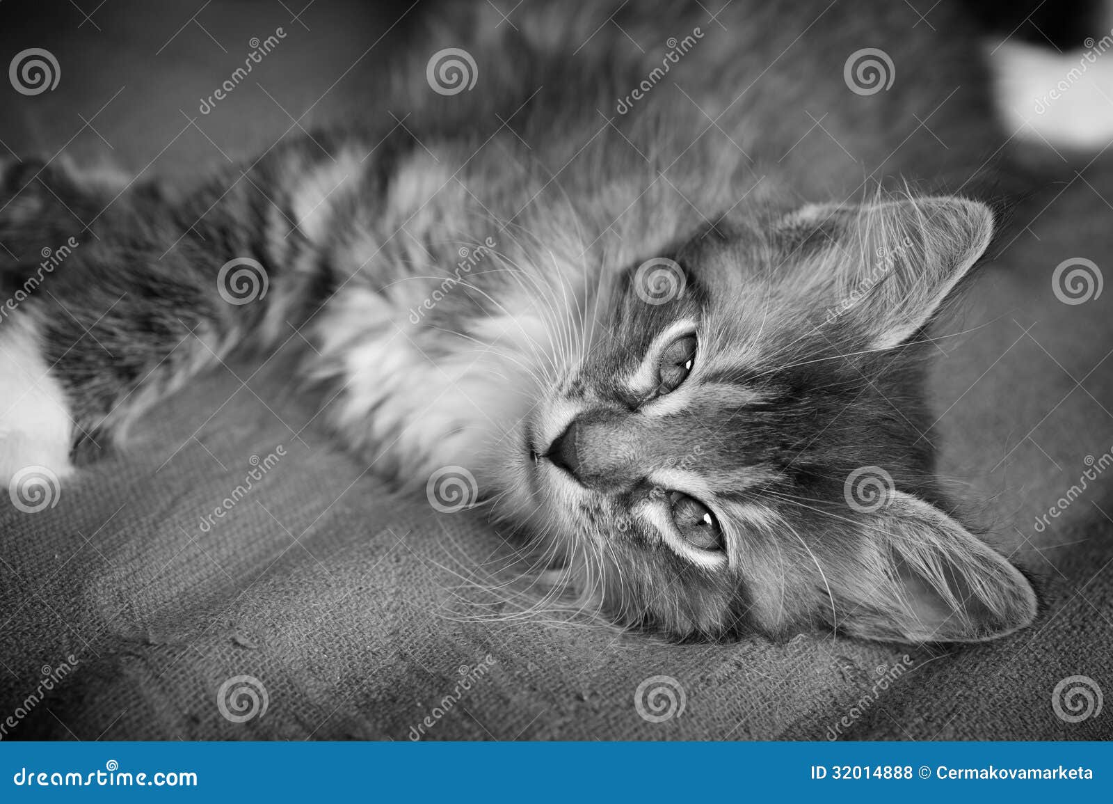 Hairy Kitten 19