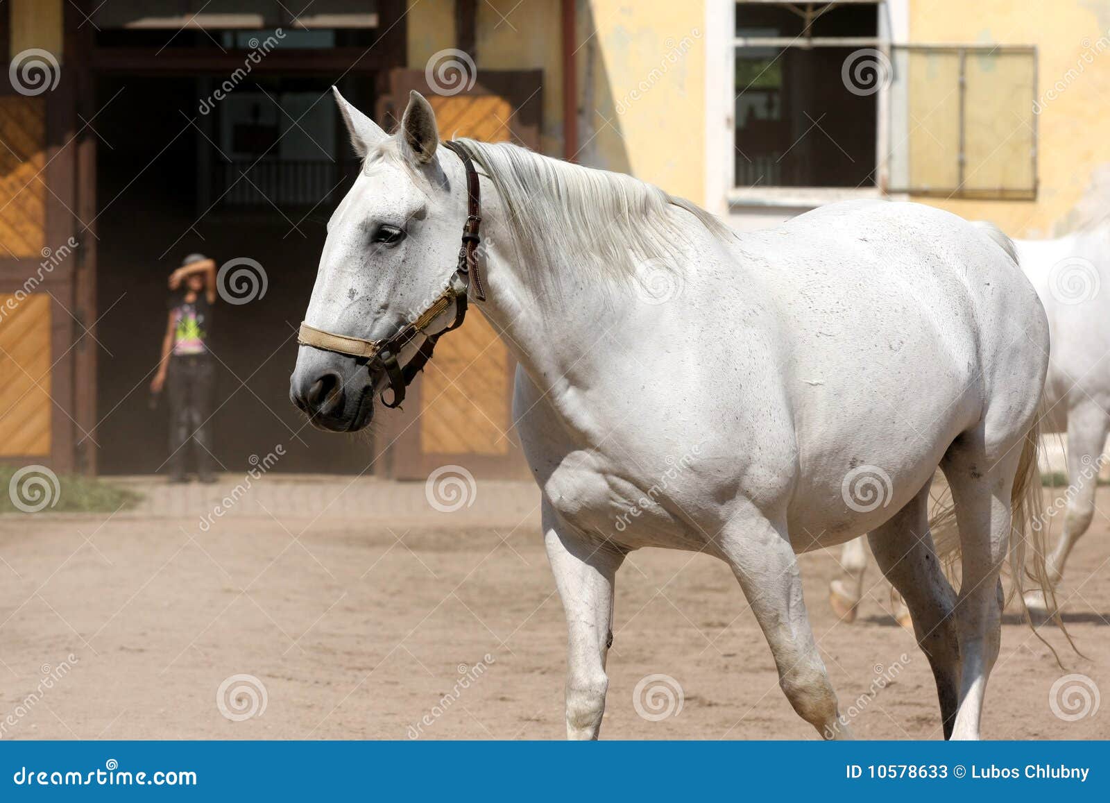 oldest Czech horse breed. The main breeding centre is in National stud ... oldest Czech horse breed. The main breeding centre is in National stud ...