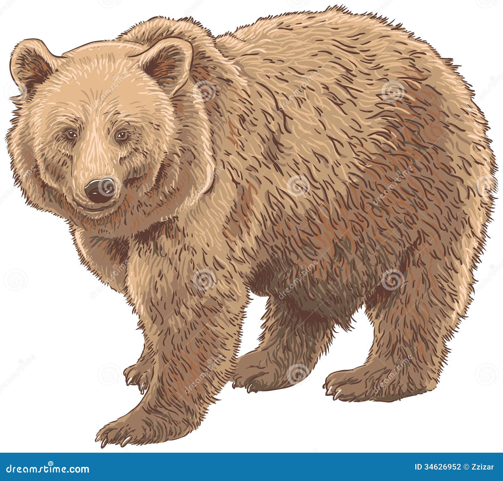 Megsy V Illustration: Bear Research