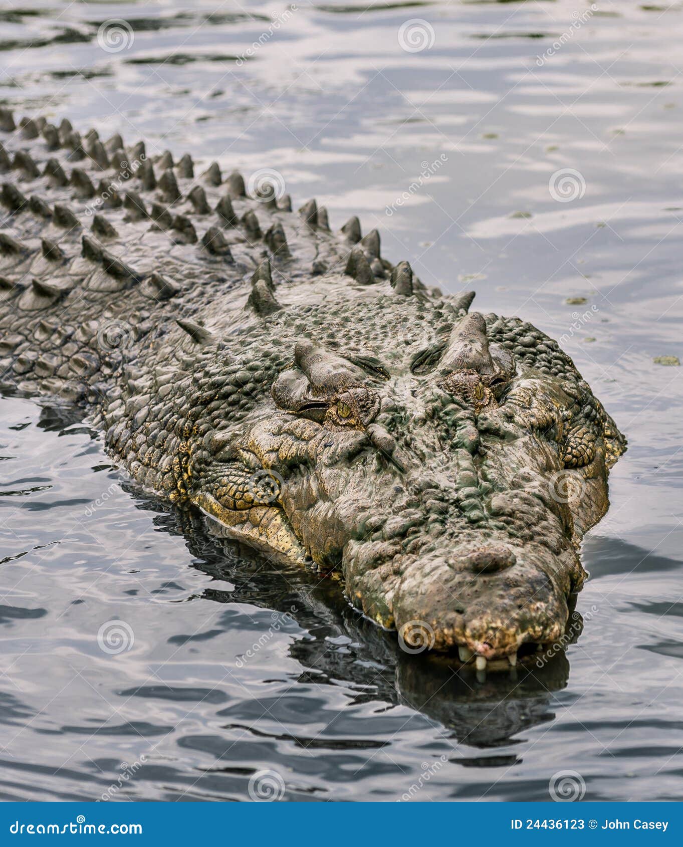 krokodil wasser krokodil wasser