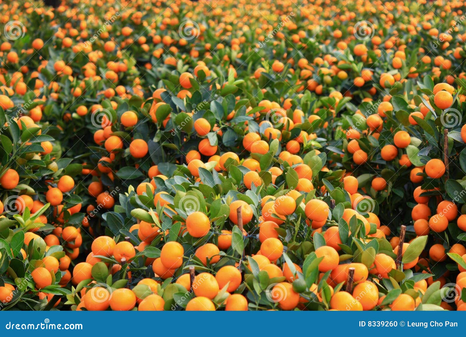 kumquat trees new year kumquat stock photo image 8339260 kumquat trees new year kumquat stock photo image 8339260