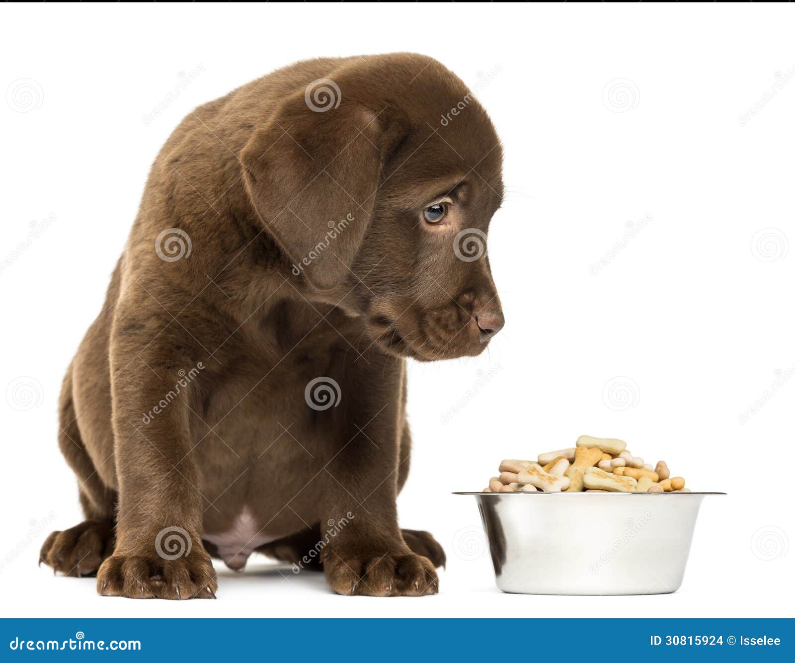  Puppy Sitting With His Full Dog Bowl Stock Images - Image: 30815924