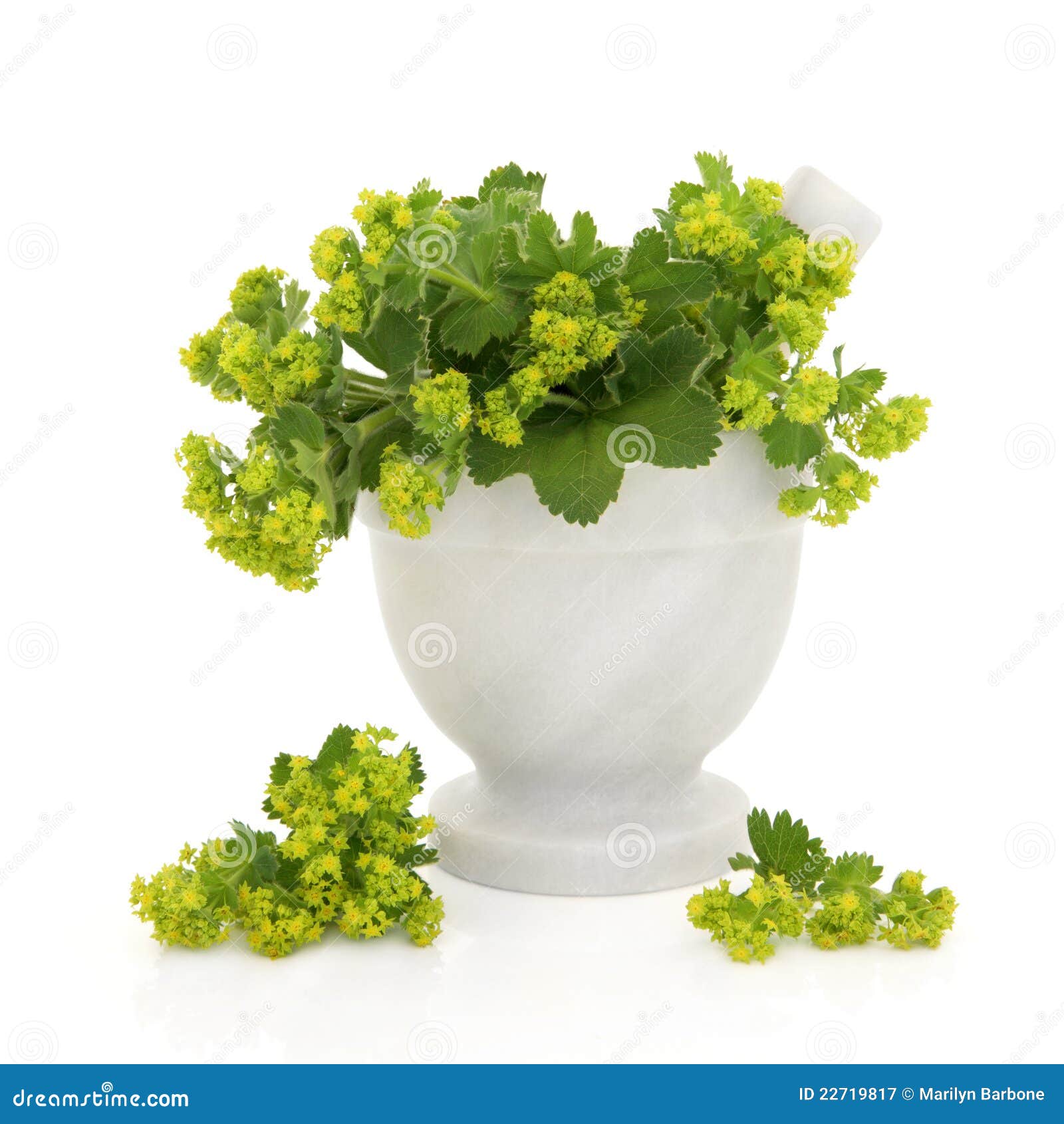 Ladies mantle herb flower sprigs in a marble mortar with pestle with 