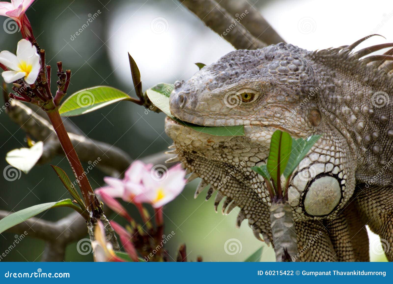 iguana que come