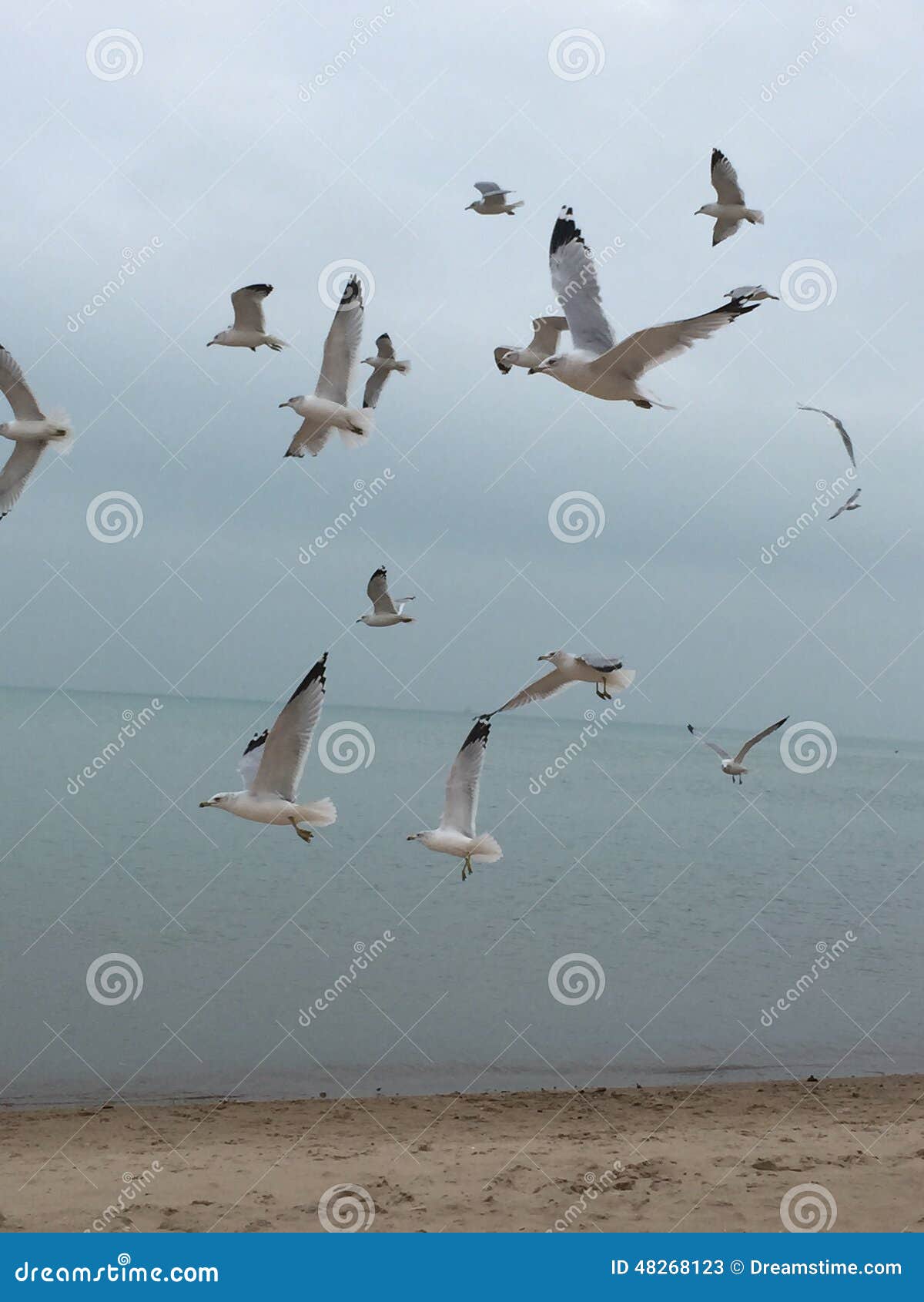 Seagulls in michigan
