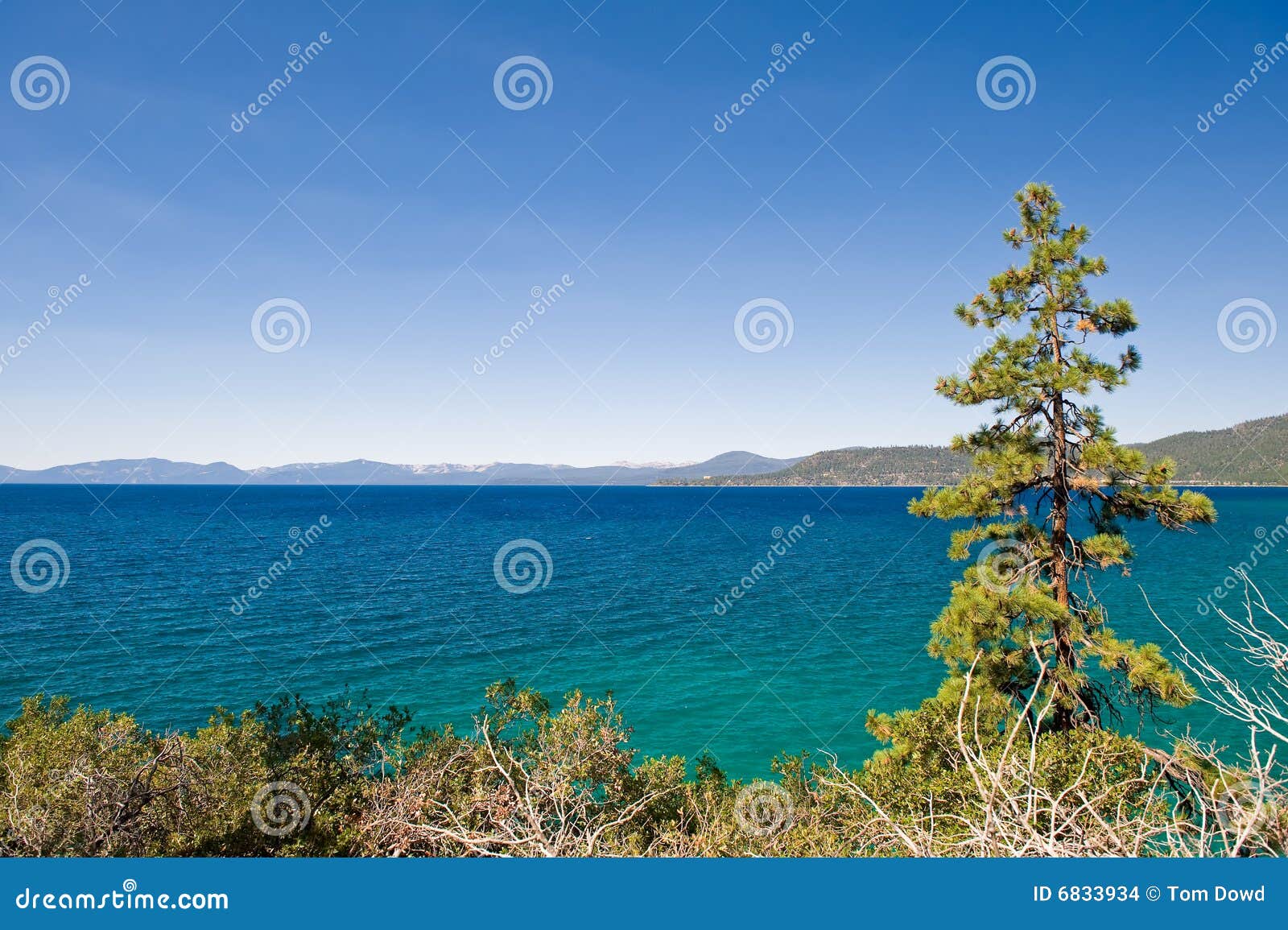 Scenic view of Lake Tahoe with tree in foreground, California and ...