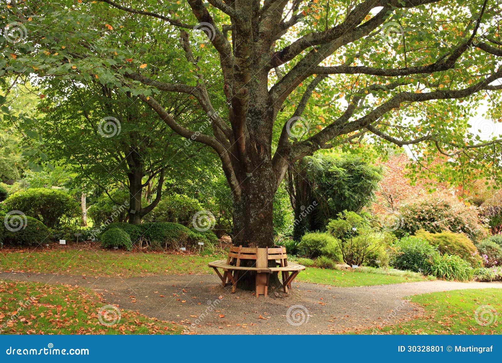 Bench Around Tree In Park At Fall Stock Image - Image 