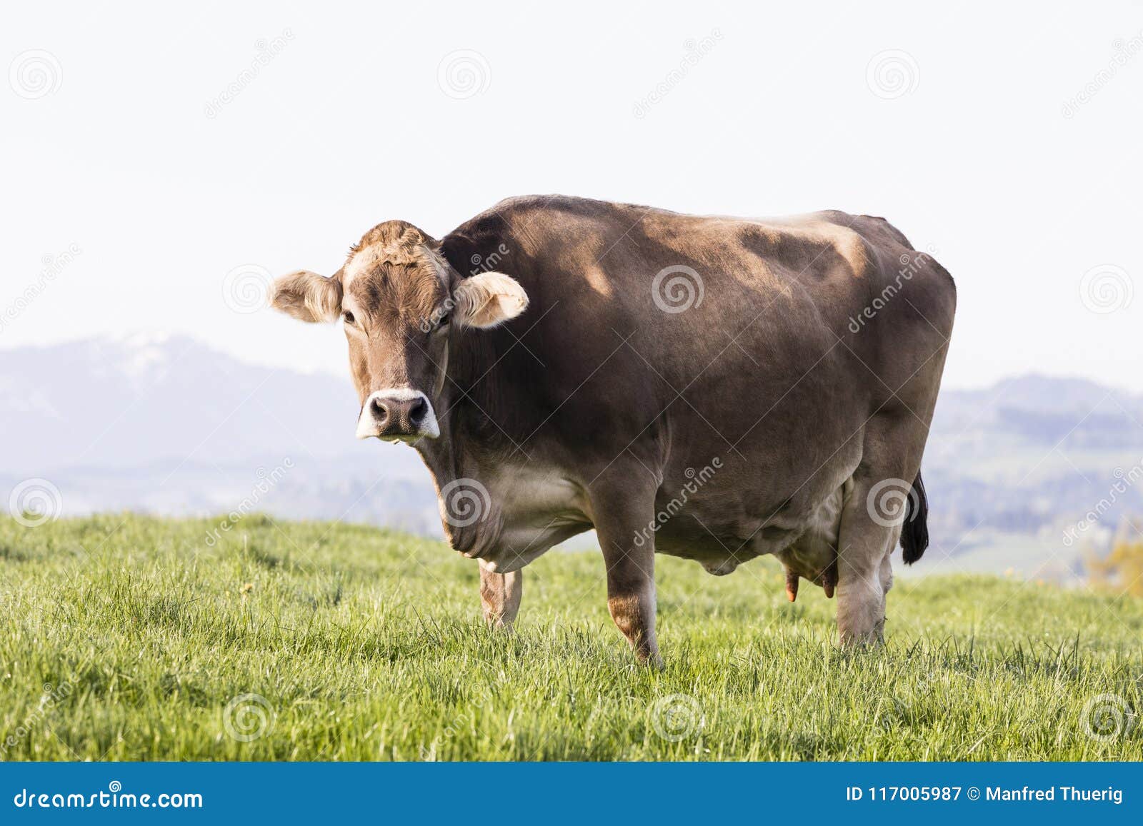 A Large Beautiful Older Cow Of The Breed Swiss Brown 22880 Hot Sex Picture pic