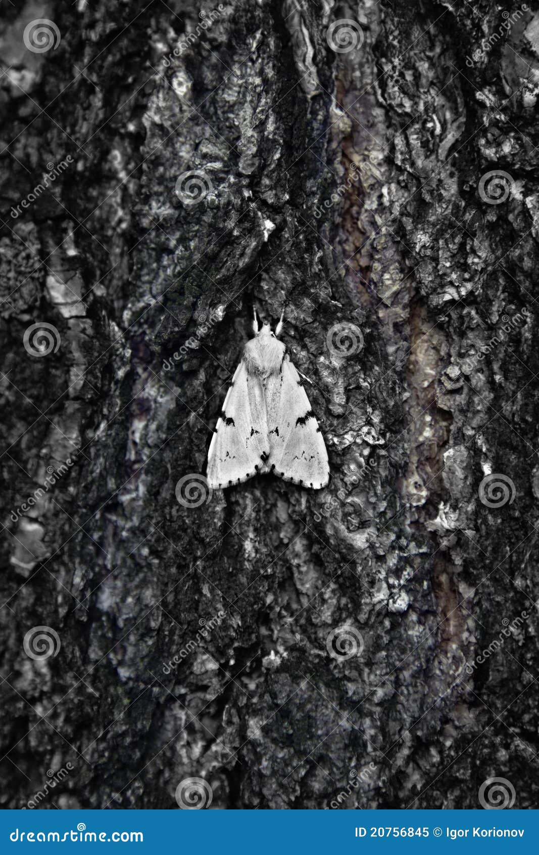 Large Moth On Bark Of Tree Large Moth On Bark Of Tree Royalty Free Stock Photo