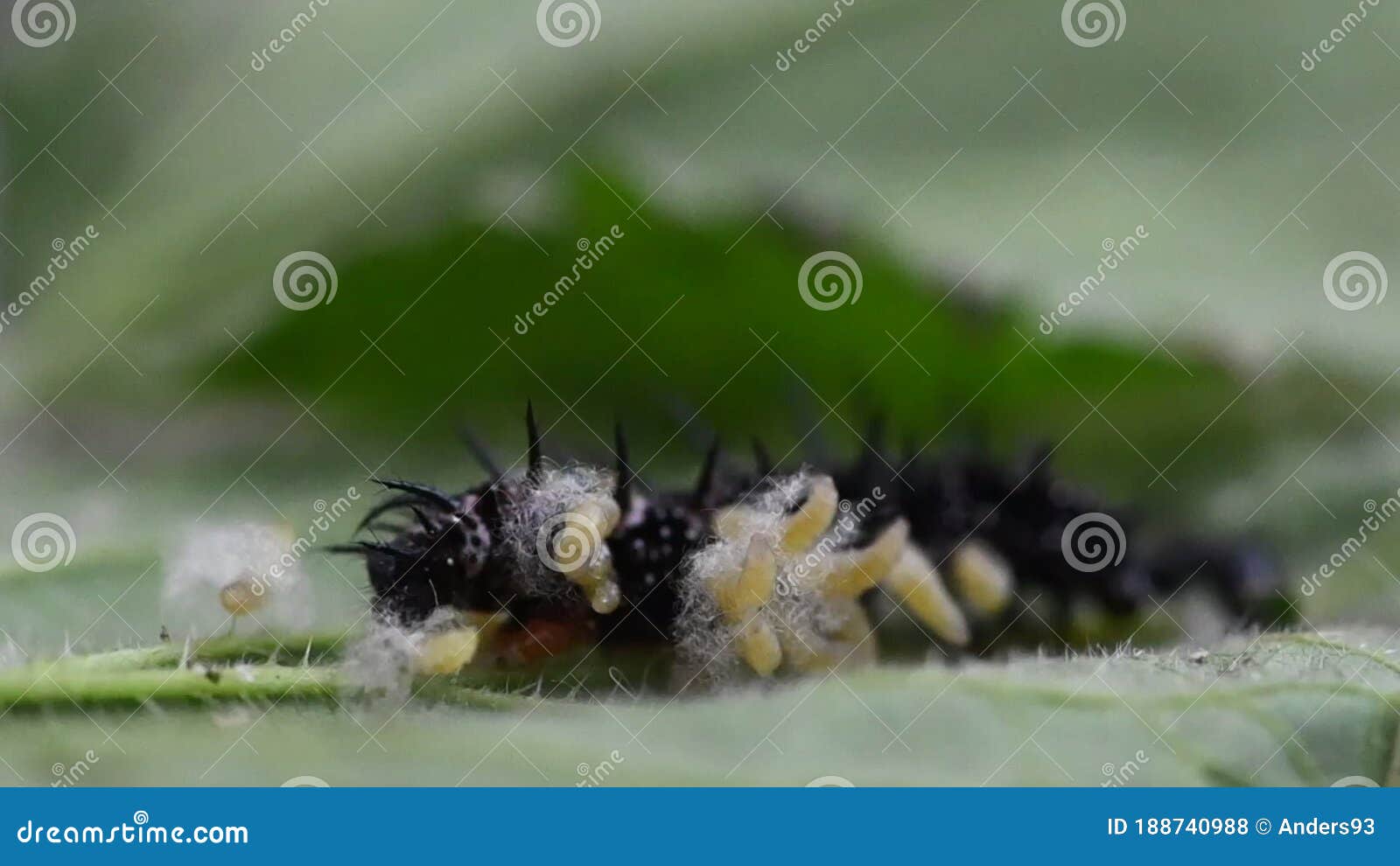Larva Parasitoide De Avispa Que Emerge De La Oruga De Mariposa De Pavo
