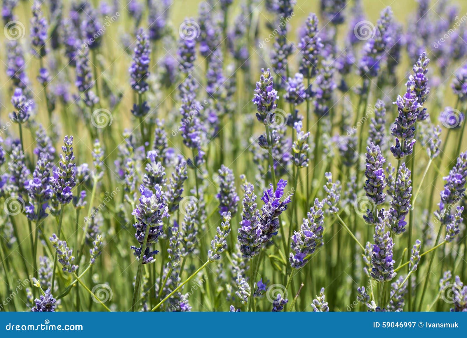 lavender flower blooming stock photo image 59046997 lavender flower blooming stock photo image 59046997