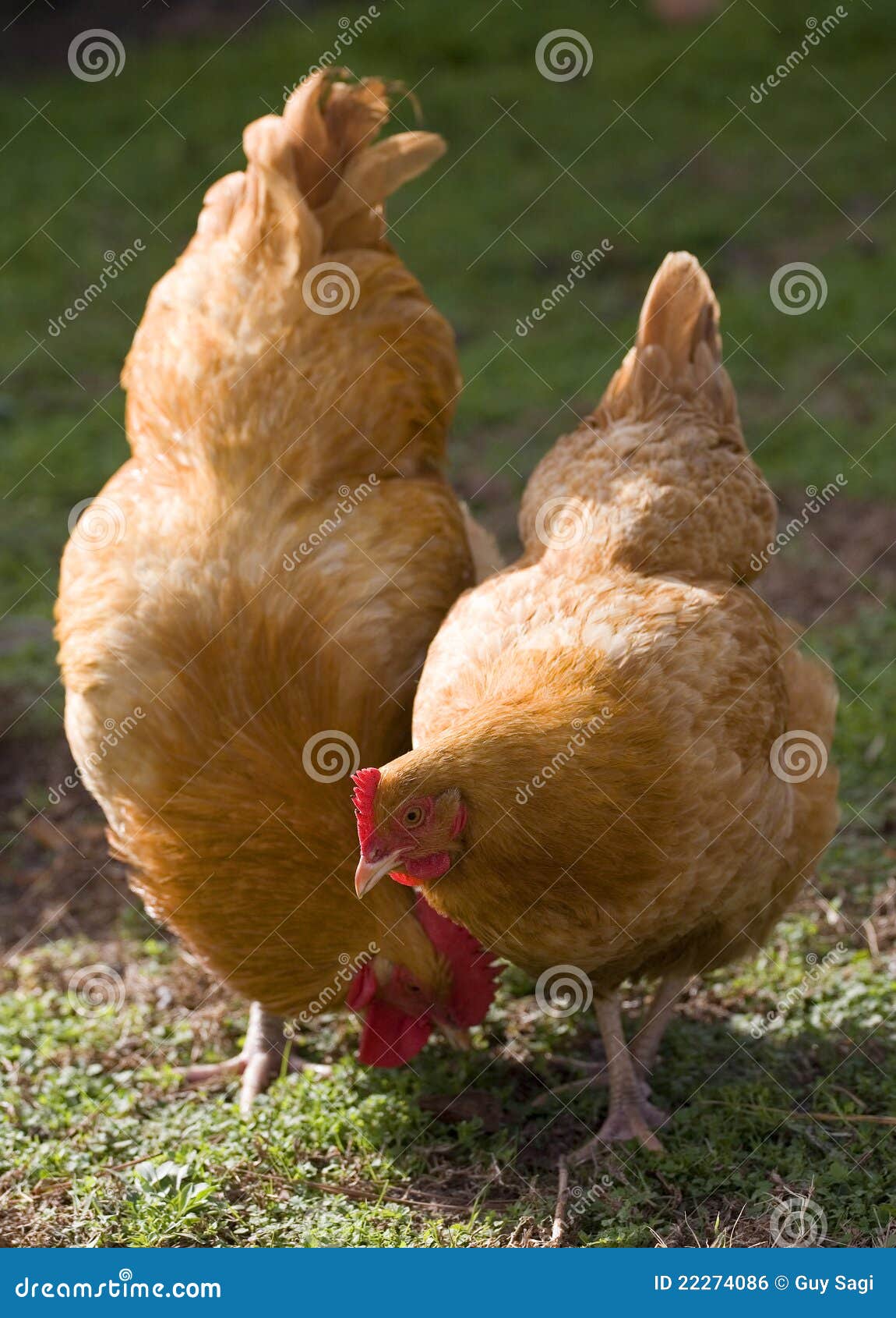 Lead Hen Lead Hen Royalty Free Stock Image Image 22274086