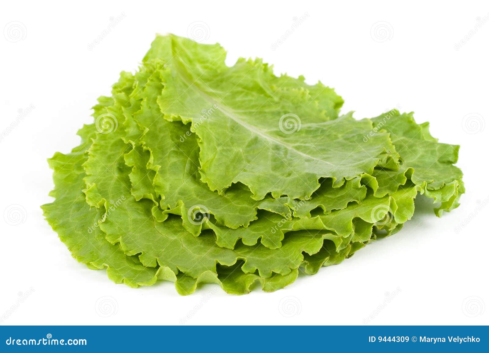 lettuce leaf clip art - photo #33