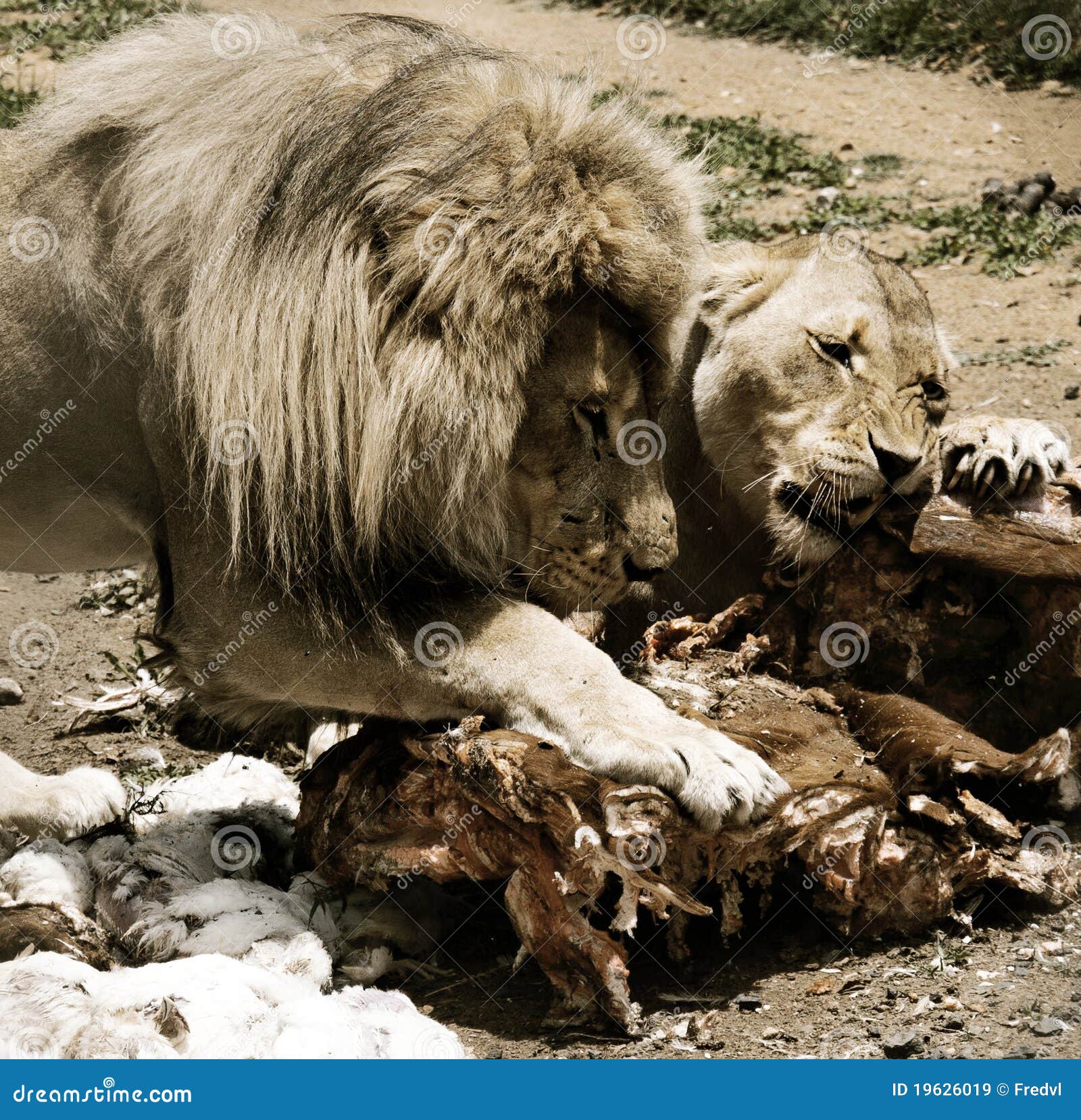 Que+Comen+Los+Leones Que Comen Los Leones http://es.dreamstime.com/imágenes-de-archivo ...