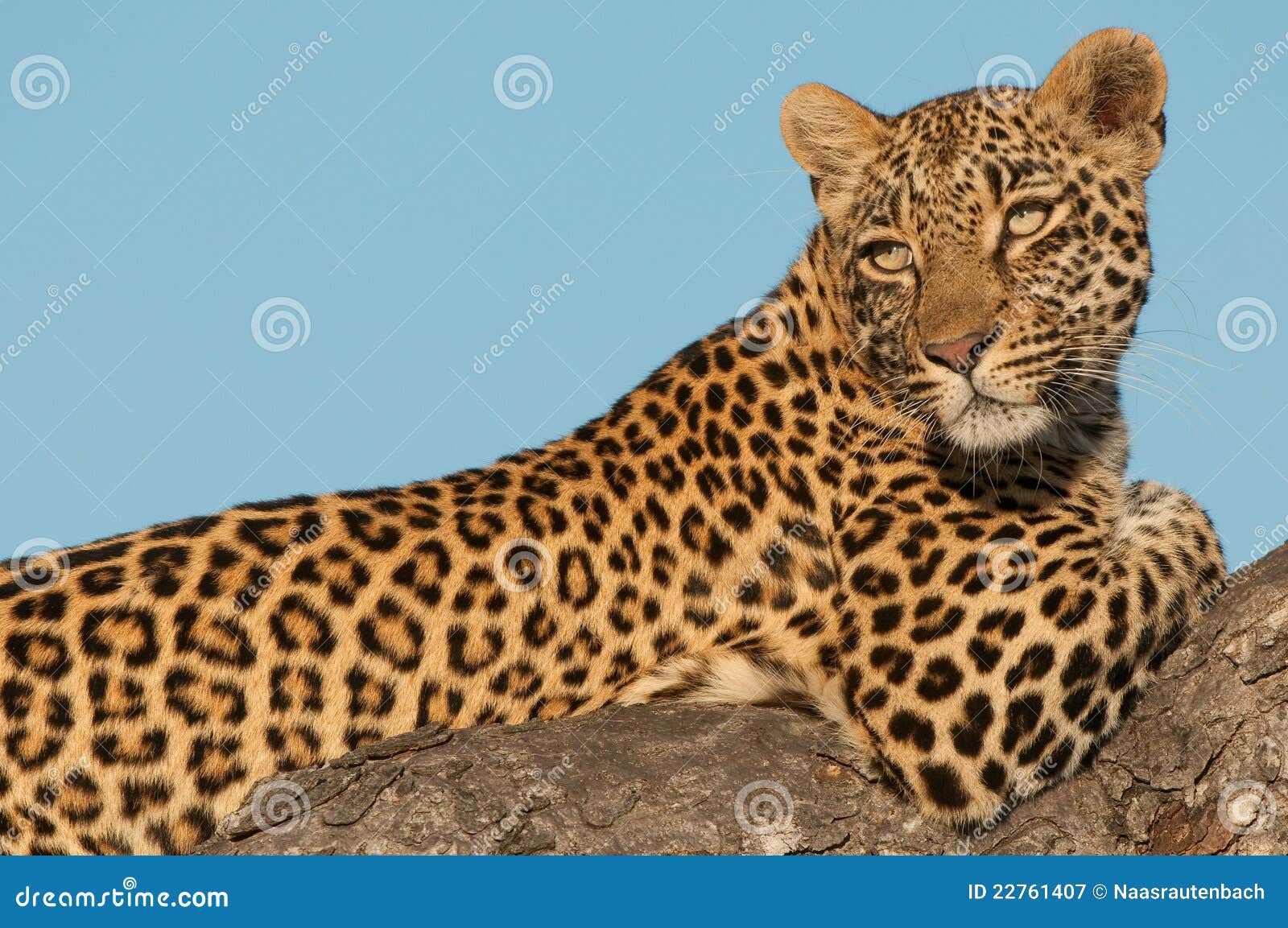 Leopard On Tree