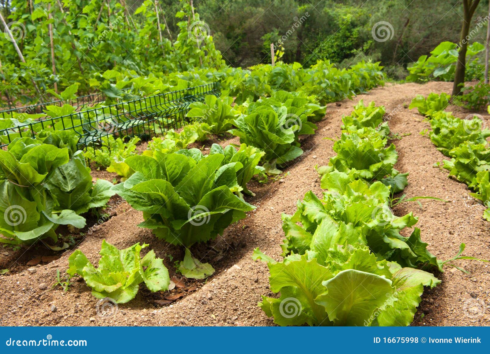 Lettuce In The Vegetable Garden Royalty Free Stock Photos Image Lettuce In The Vegetable Garden Royalty Free Stock Photos Image