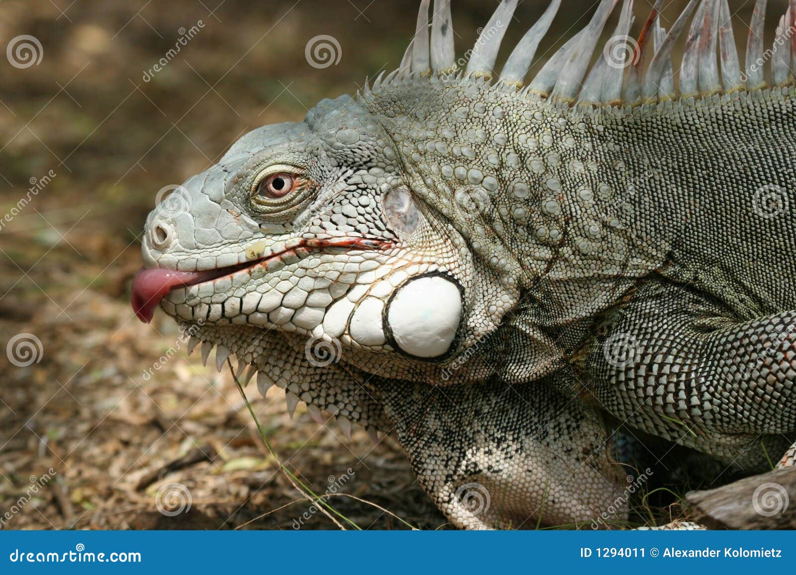 iguana is