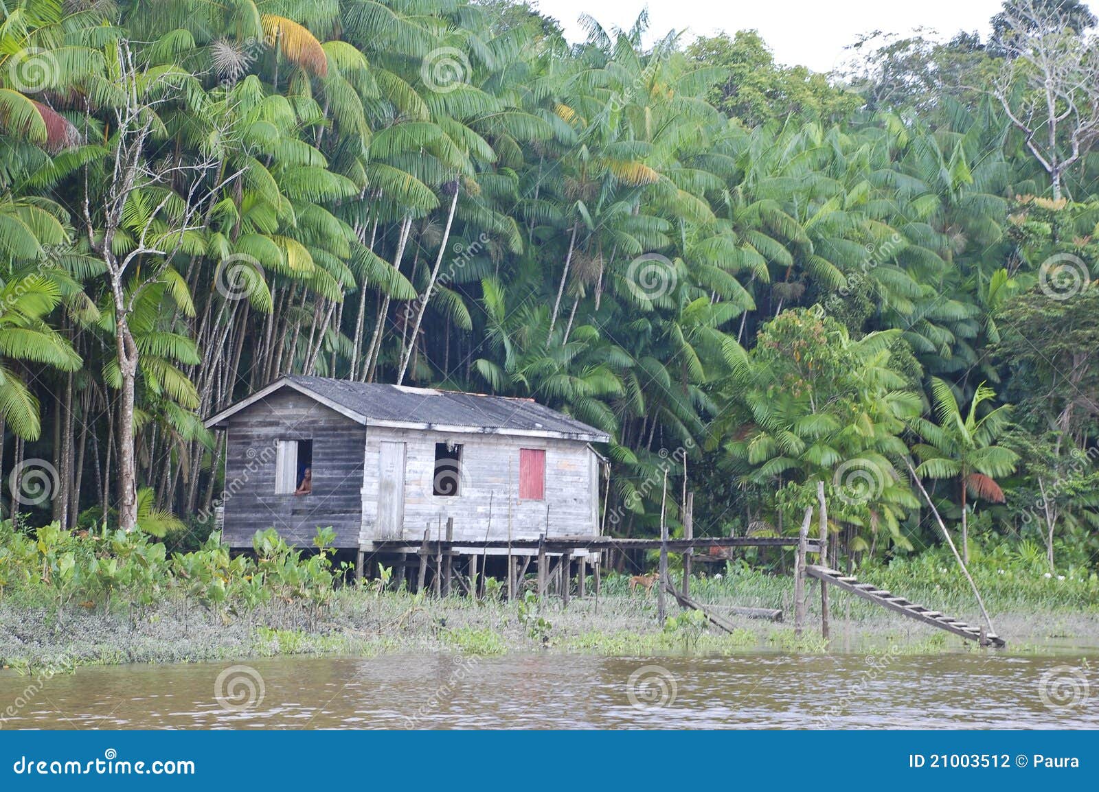 Life In The Amazon [1993]