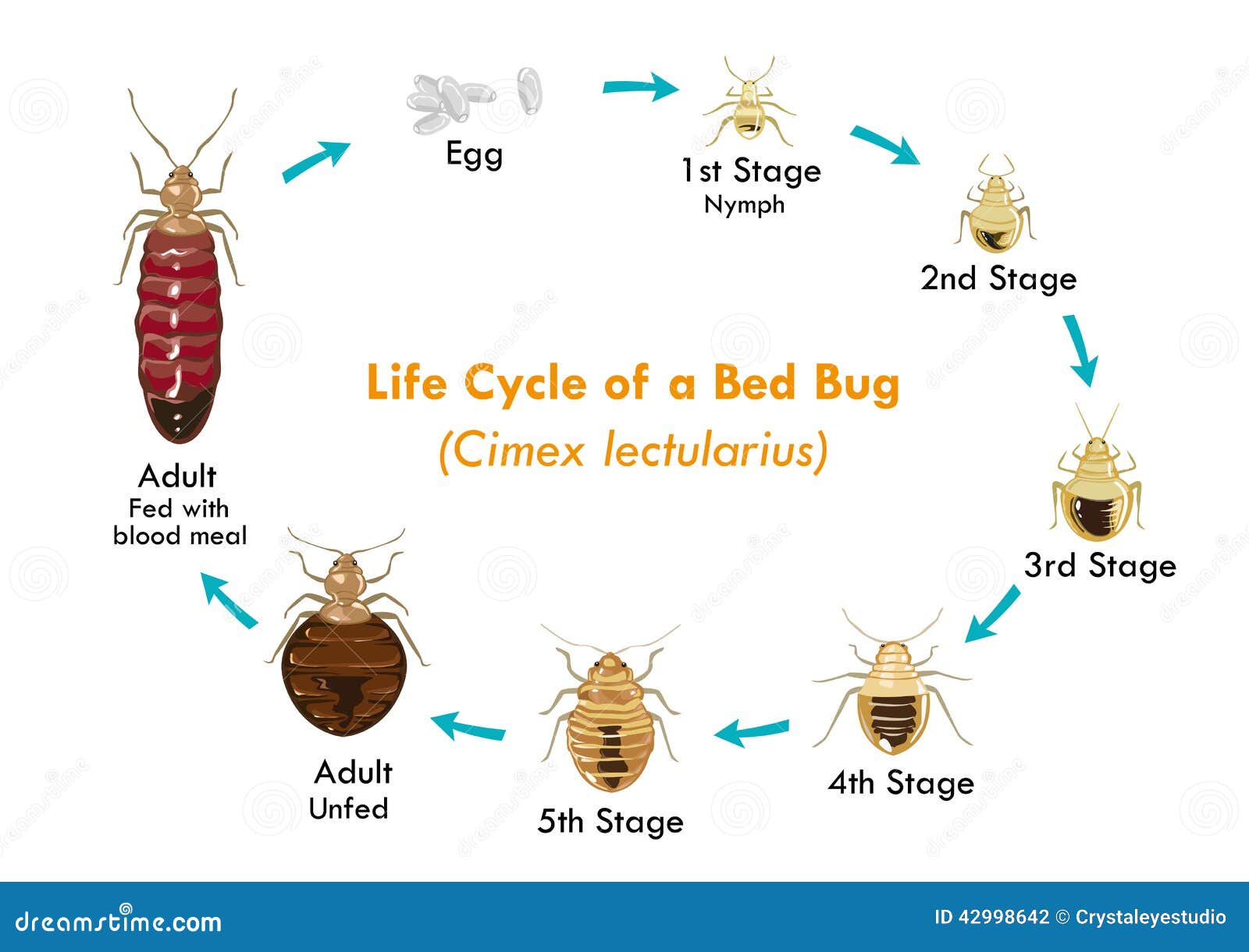 life-cycle-bed-bug-vector-eps-illustration-thge-bugs-egg-to-nymph-to ...