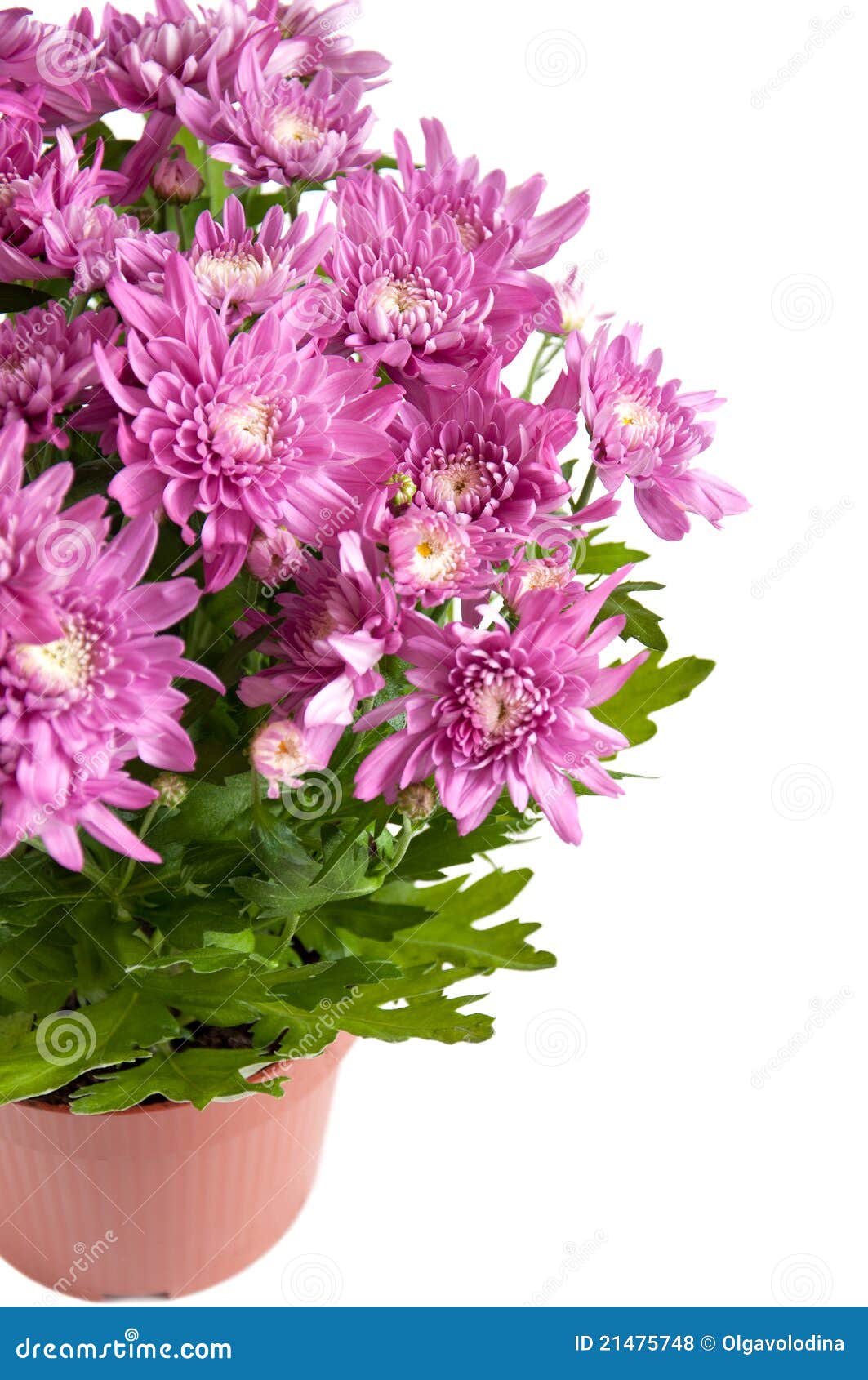 Lilac Chrysanthemums In Pots, Isolated On A White Royalty Free Stock 