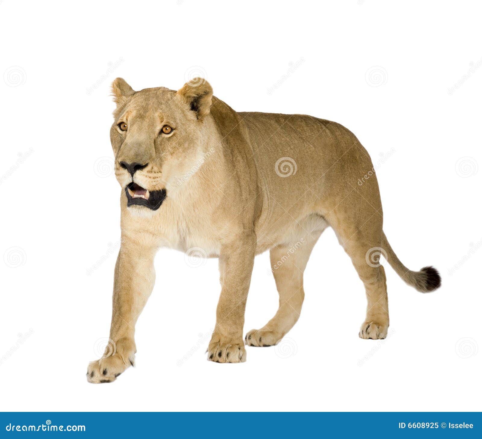 clipart lion background - photo #41