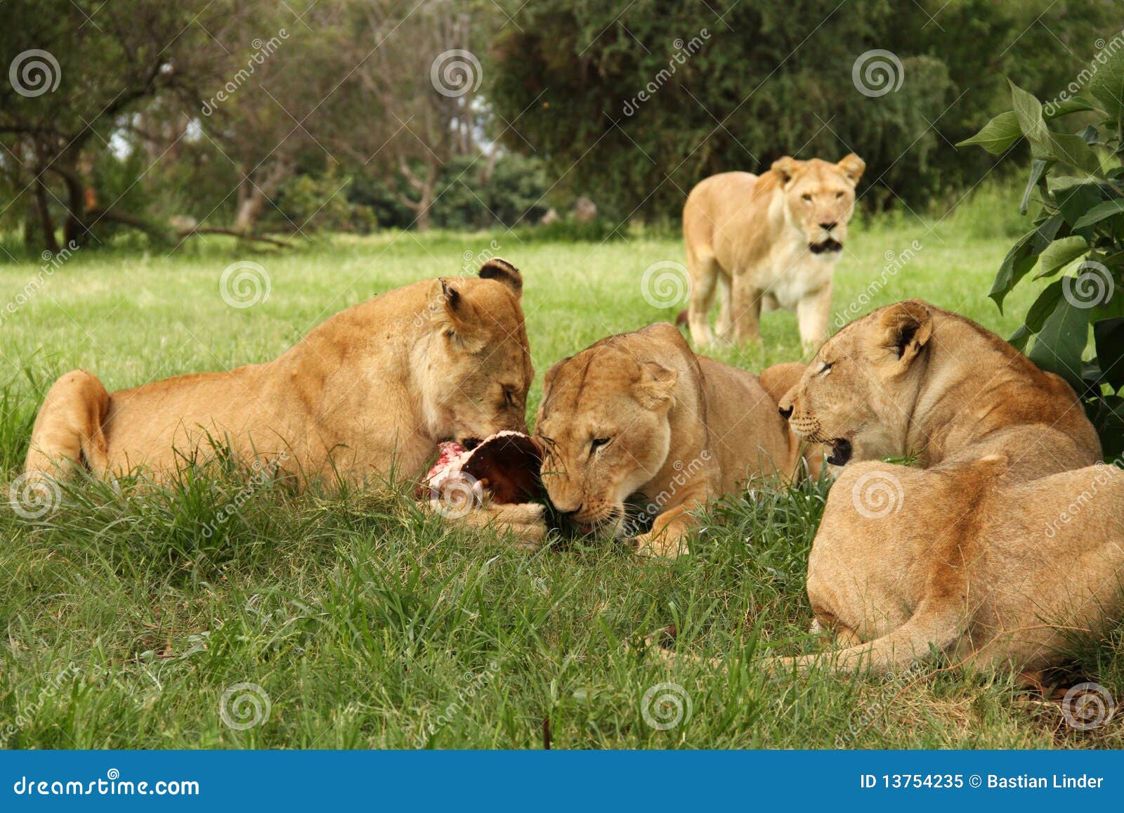 Que+Comen+Los+Leones Lions Eating Meat Royalty Free Stock Photo - Image: 13754235