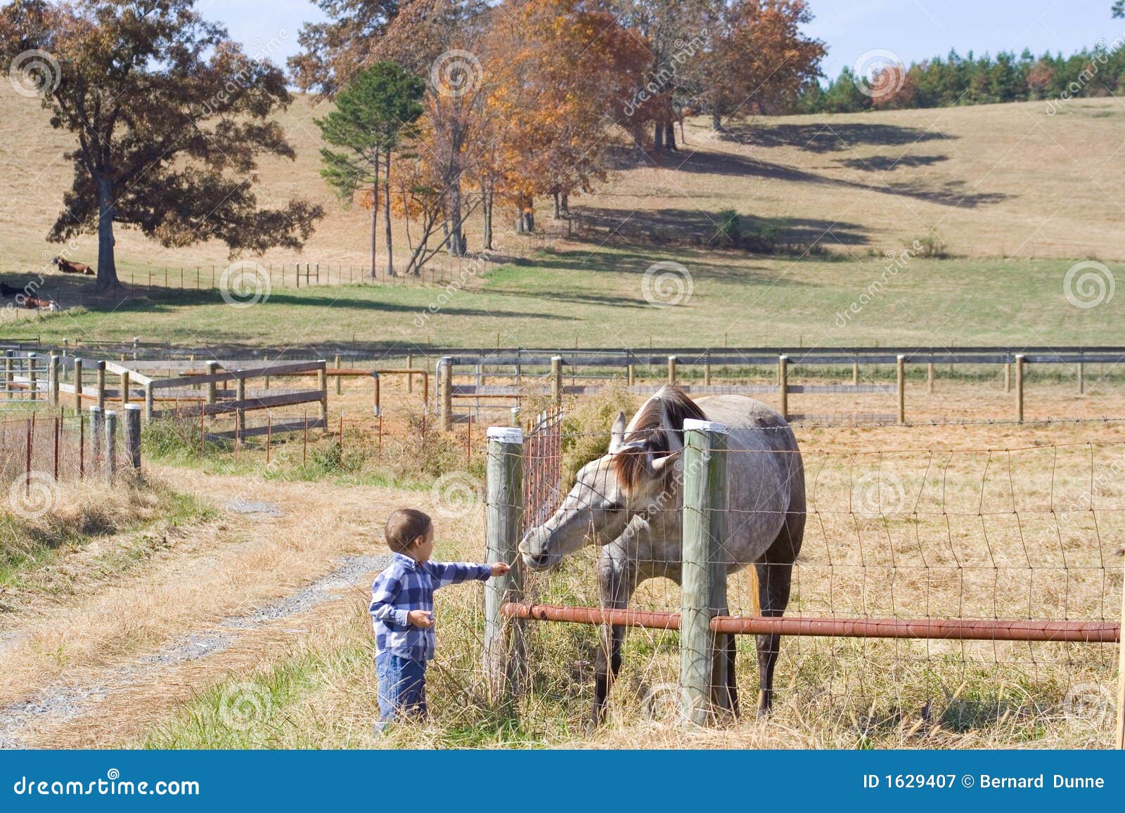 [Image: little-boy-feeding-horse-1629407.jpg]