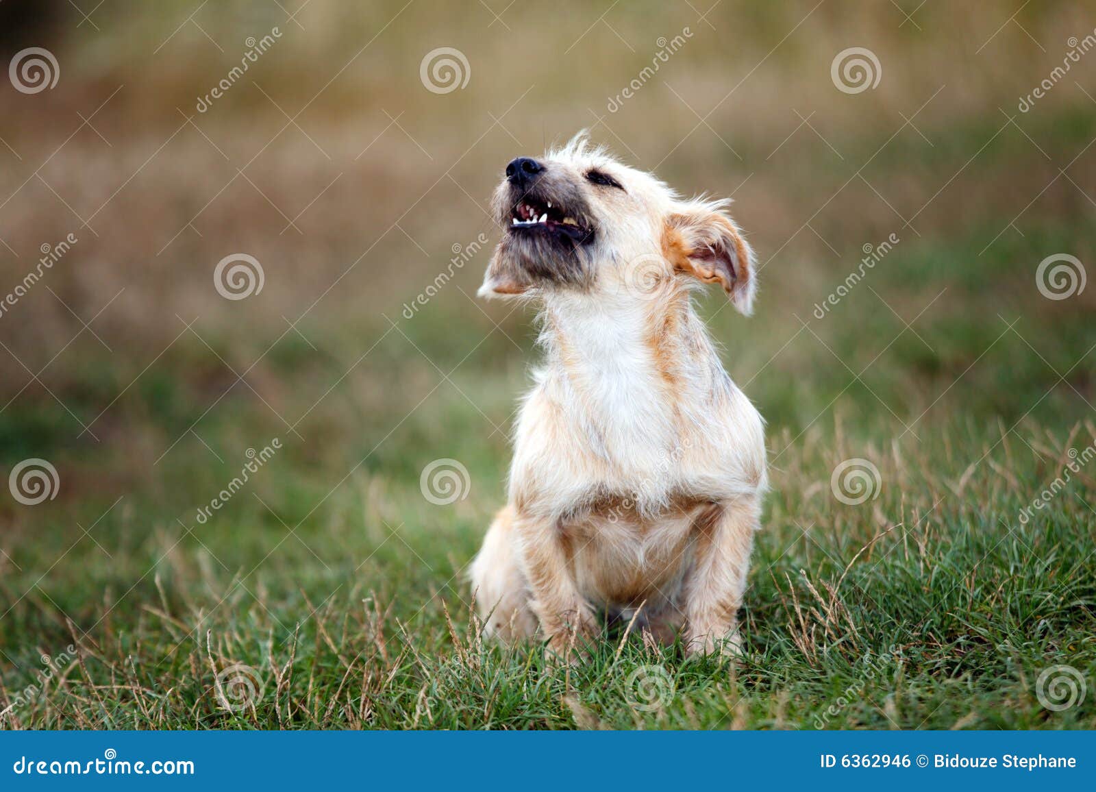 Dog Barking - Ringtone by Mobile Phone Alerts, Category: Alerts ... This site is down for maintenance. Please check back again soon ...
