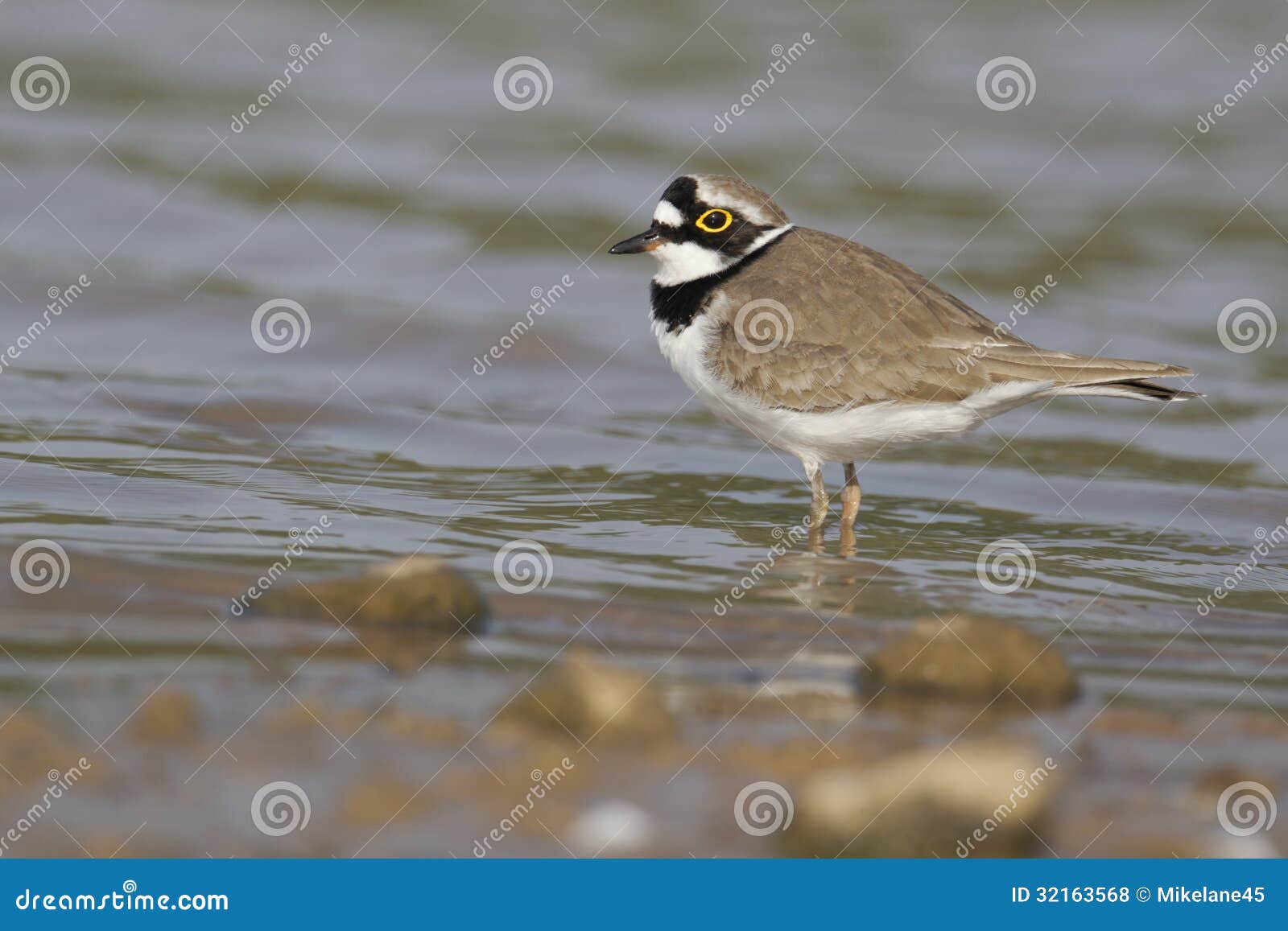 plover singles Questions and answers about the piping plover and the proposed designation of critical habitat : there are two single dark bands, one. plover singles Questions and answers about the piping plover and the proposed designation of critical habitat : there are two single dark bands, one.