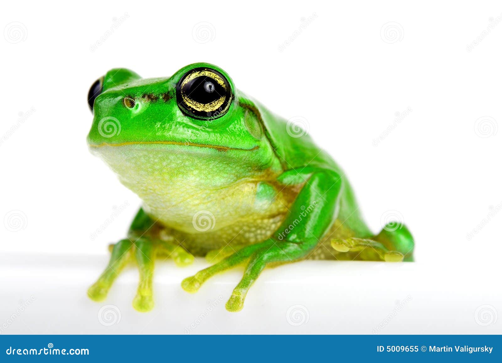 little tree frog white background 5009655