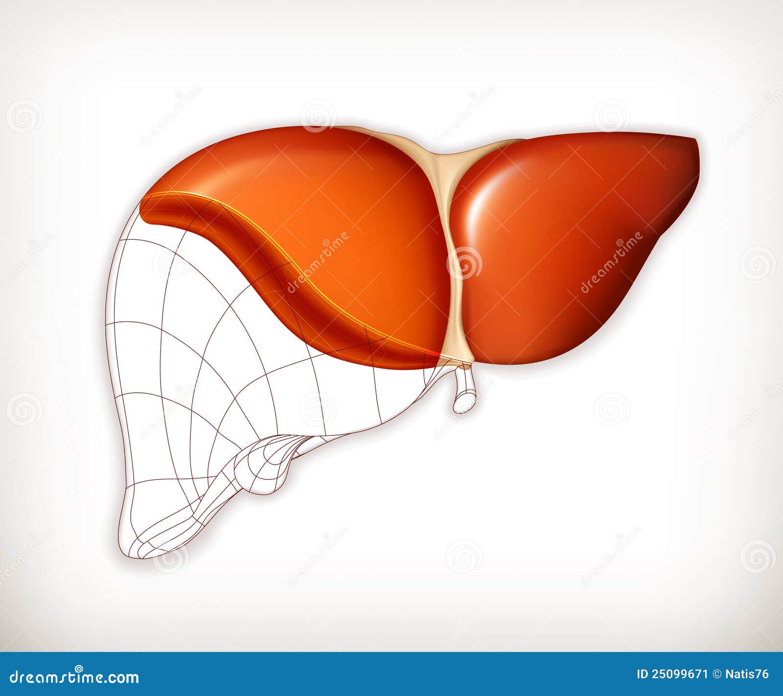 Liver Structure Stock Image - Image: 25099671