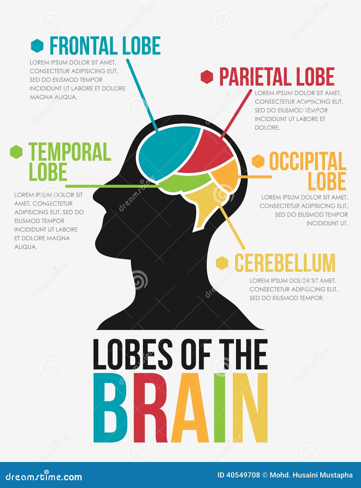 Lobes Of The Brain Infographic Vector Design Stock Vector Image