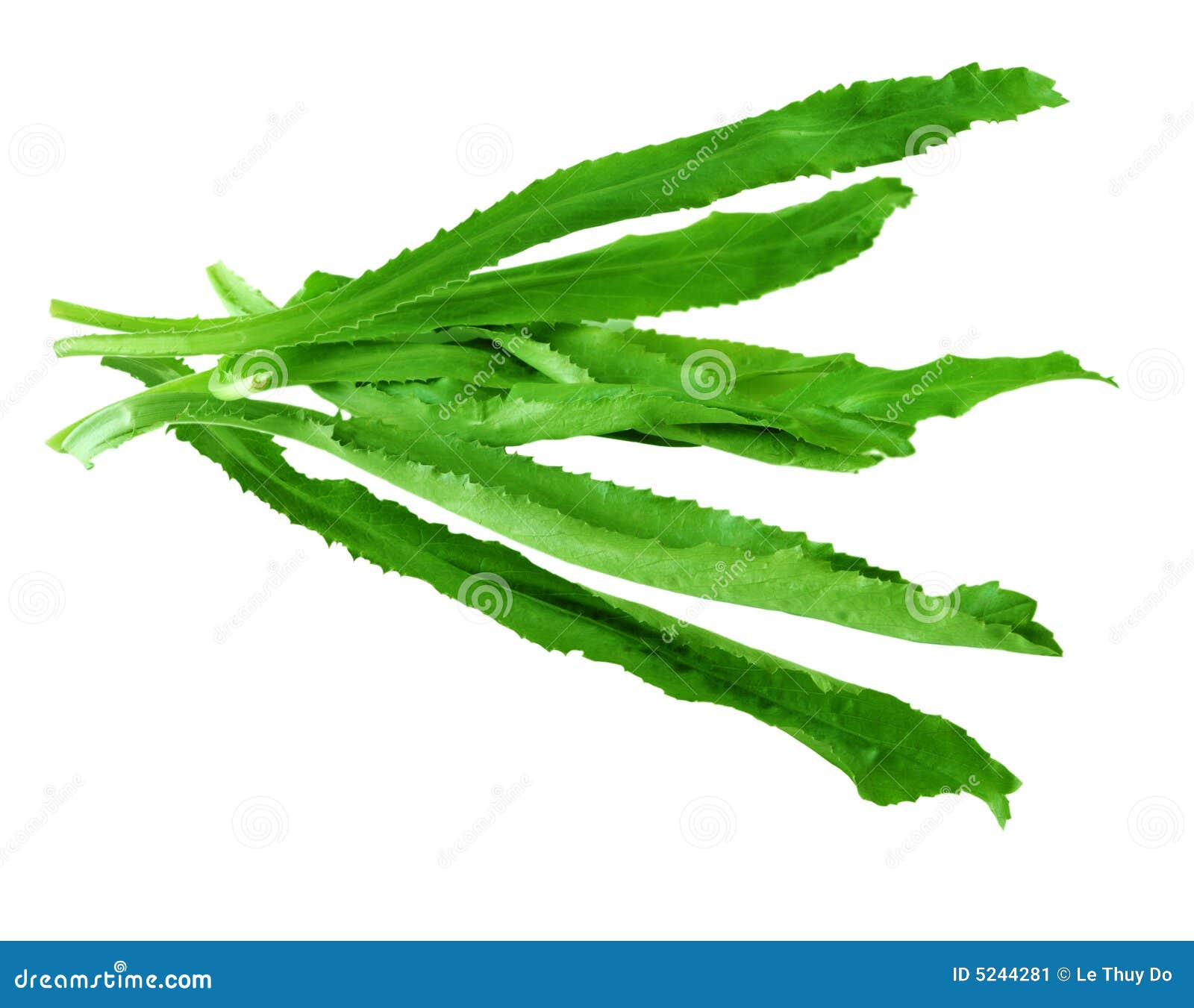 Long Coriander Stock Image Image 5244281