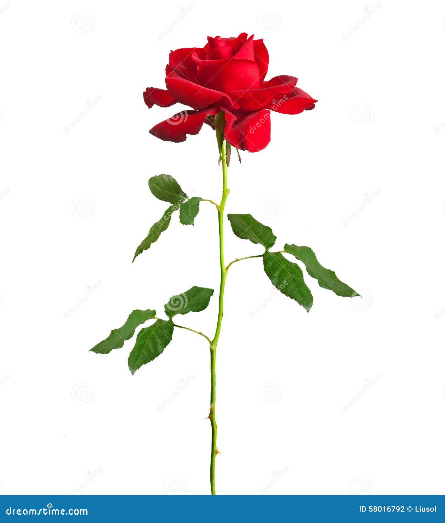 Red Rose With Stem