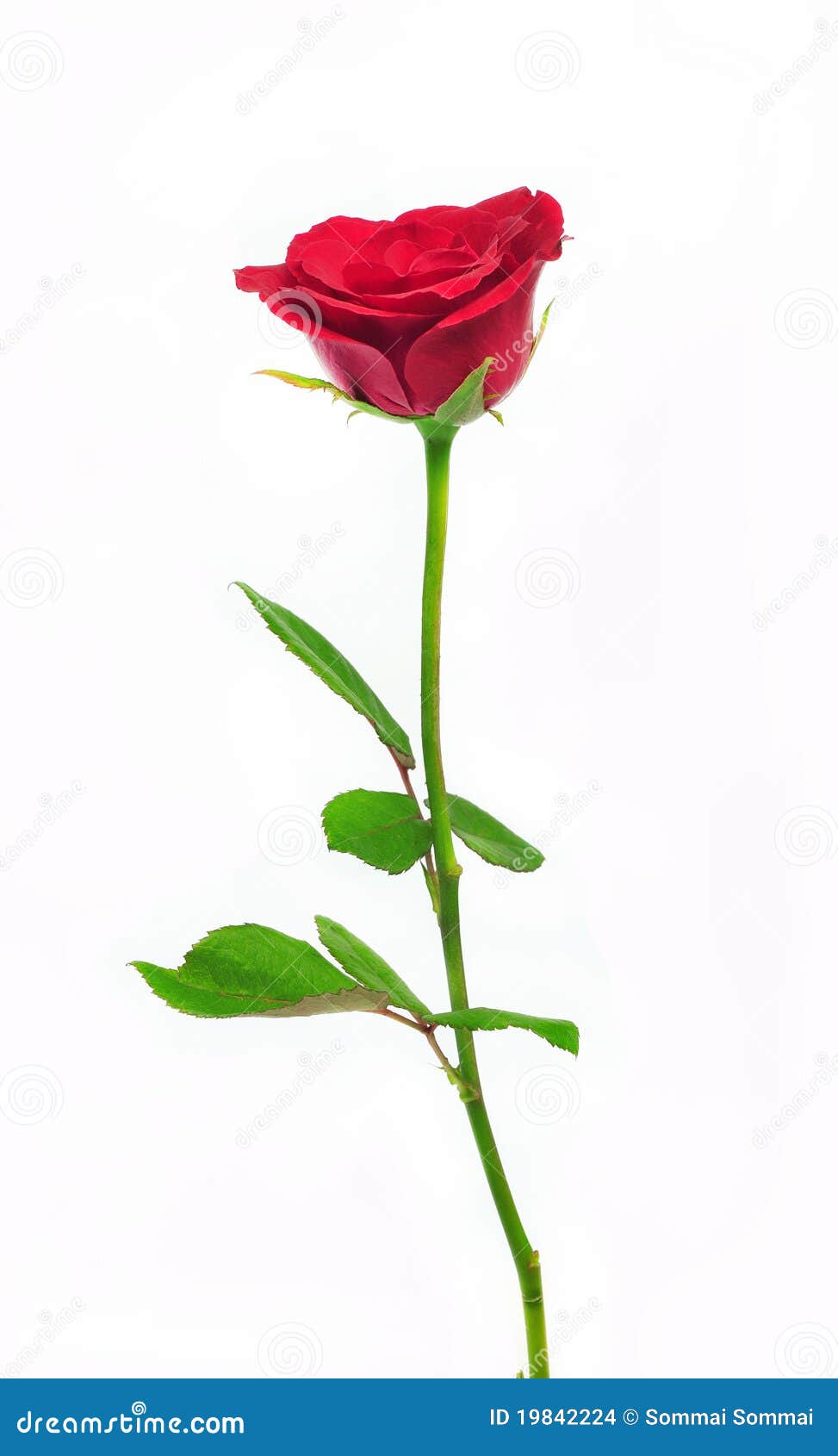 Red Rose With Stem