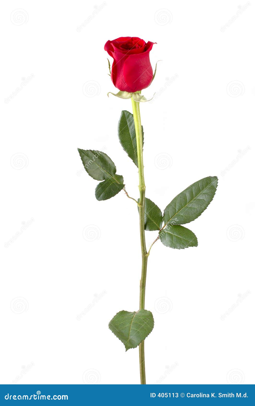 Red Rose With Stem