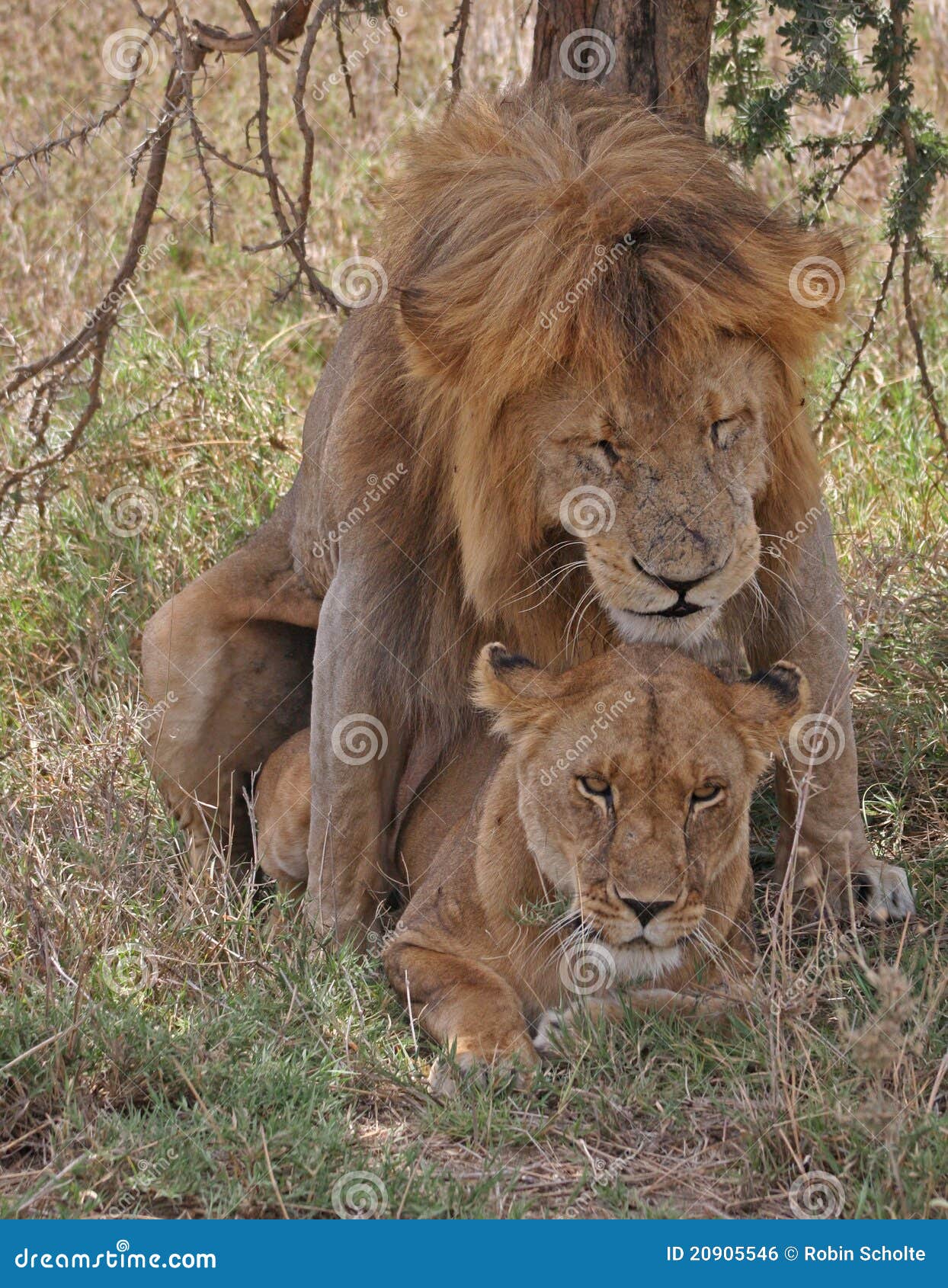 VIDEOS DE ANIMALES ACIENDO EL AMOR videos de animales aciendo el amor: