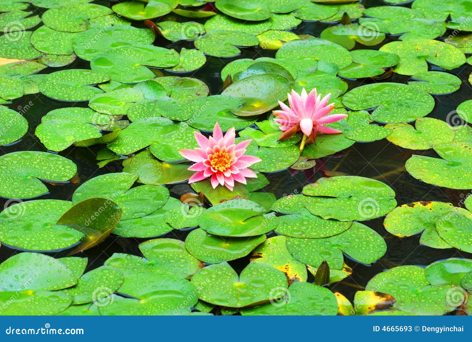 lotus-pond-4665693.jpg