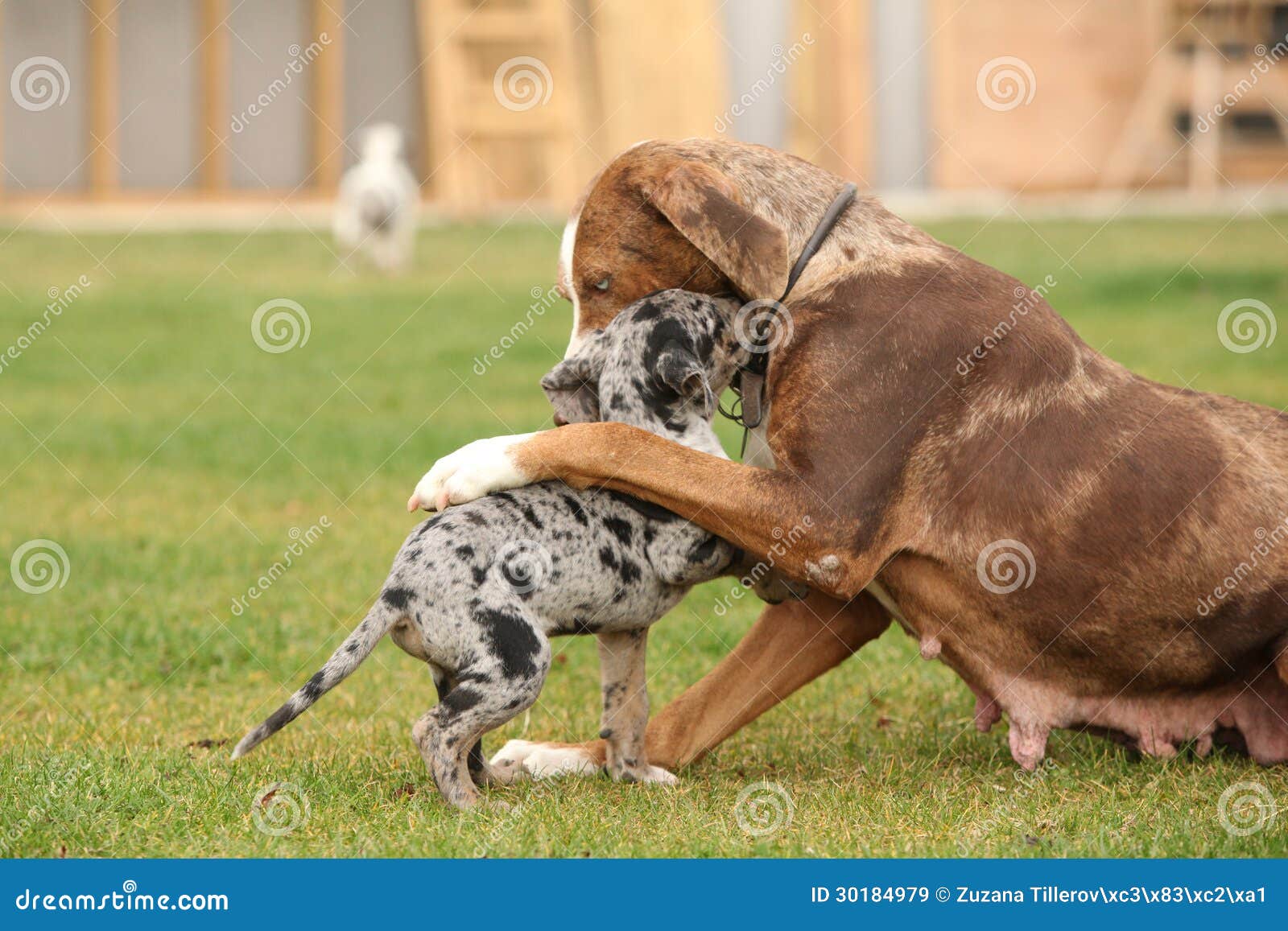 free puppies in louisiana louisiana catahoula in autumn royalty free stock photos image breeds picture free puppies in louisiana louisiana catahoula in autumn royalty free stock photos image breeds picture