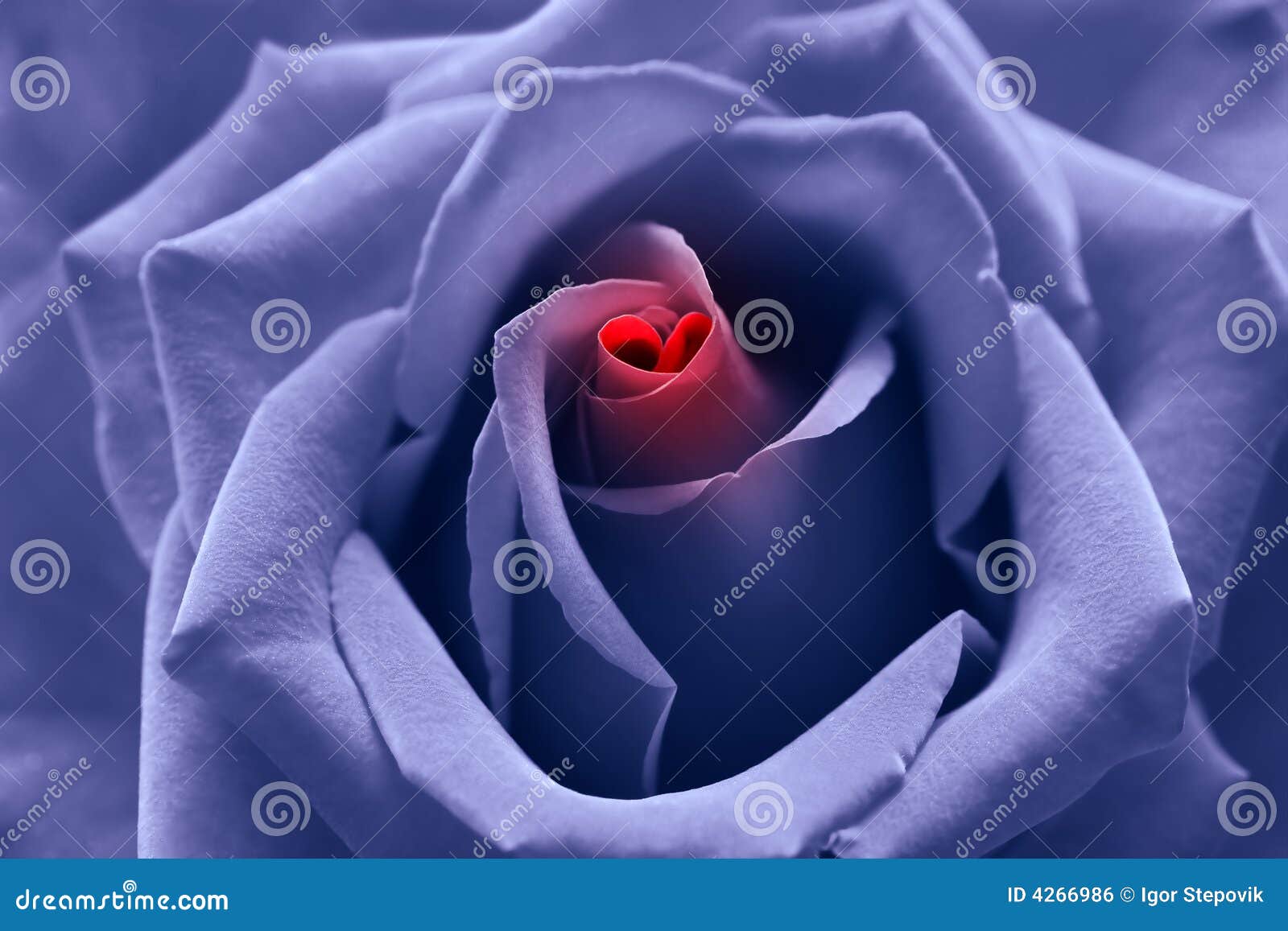 Blue Rose I Love You