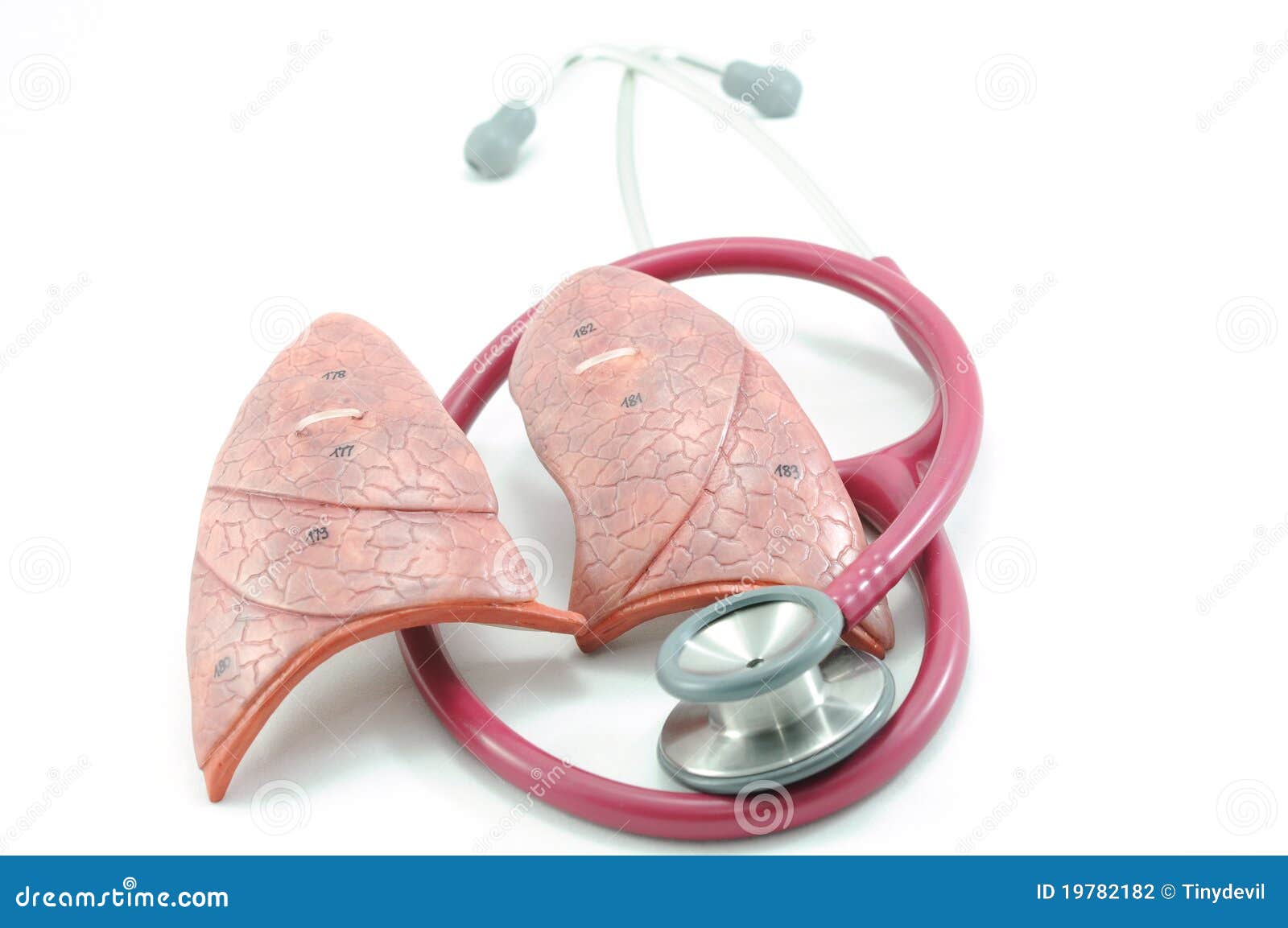 Lung And Stethoscope Stock Photography Image 19782182