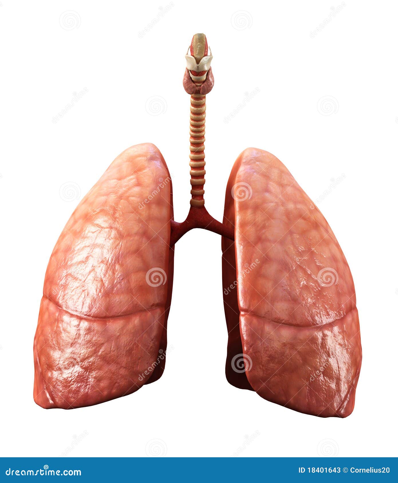 Lungs Stock Photos Image 18401643