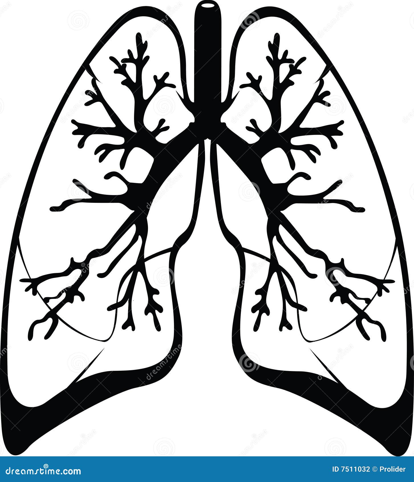 lungs clipart vector - photo #46