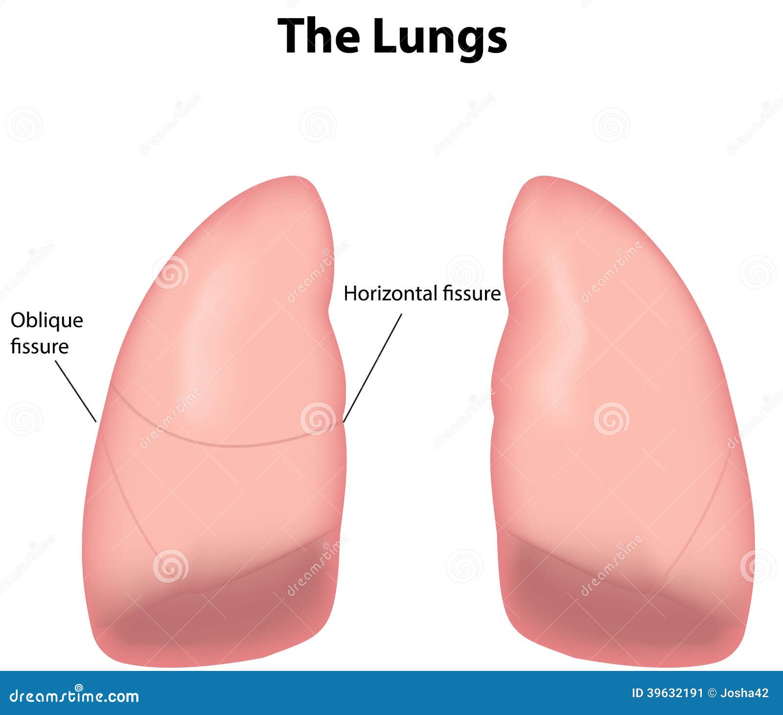 Lungs Labeled Diagram Health Stock Vector