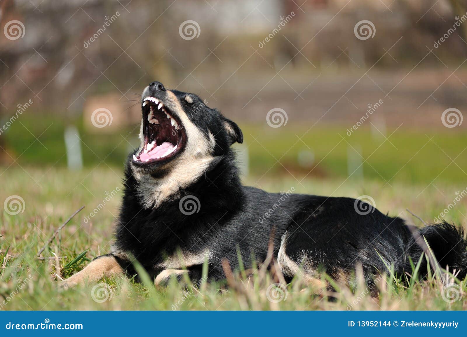 Lustiger Hund Mit Den Blanken Zähnen Stockbilder Bild 13952144