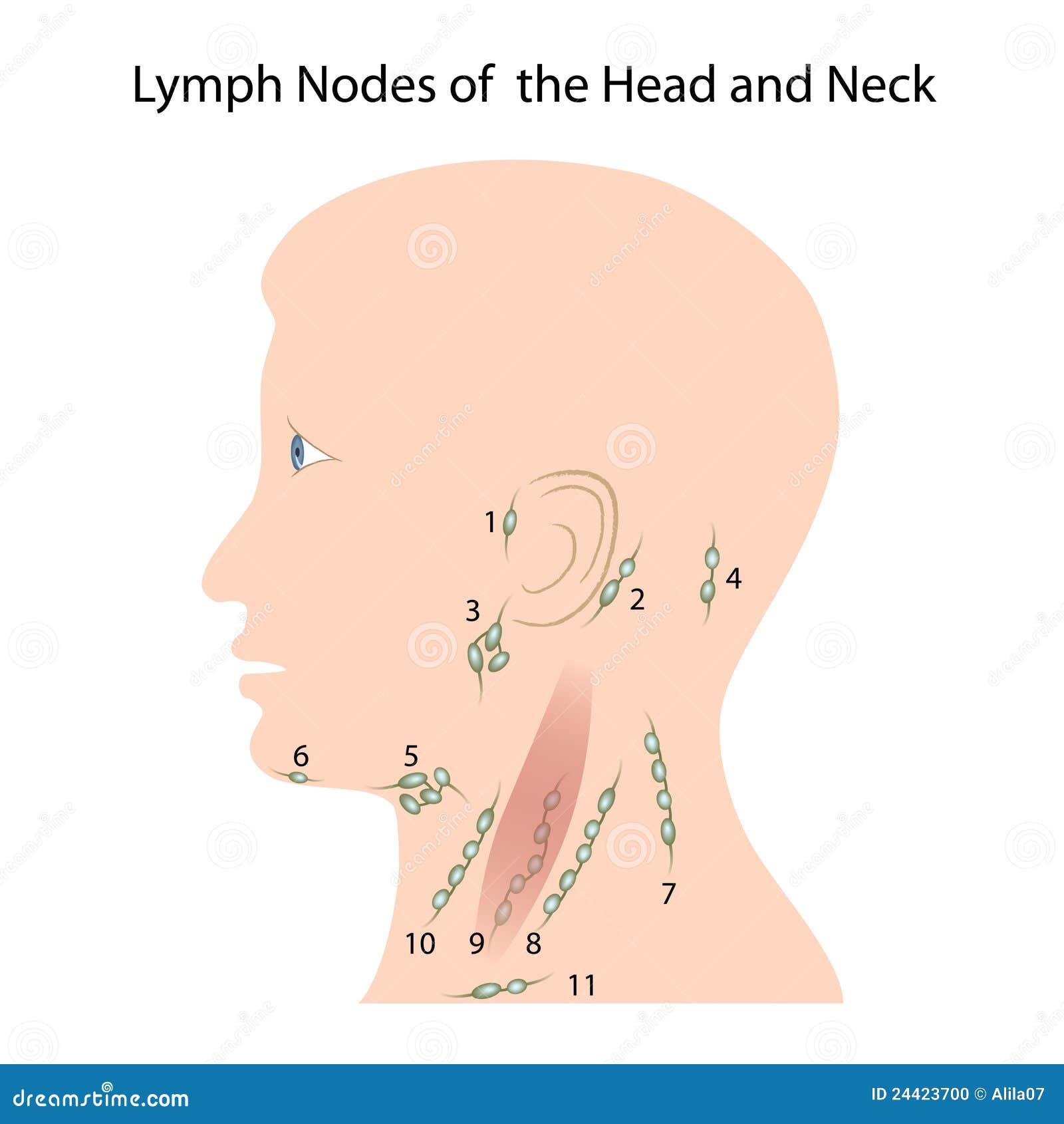 Lymph Nodes Of The Head And Neck Stock Photo Image 24423700